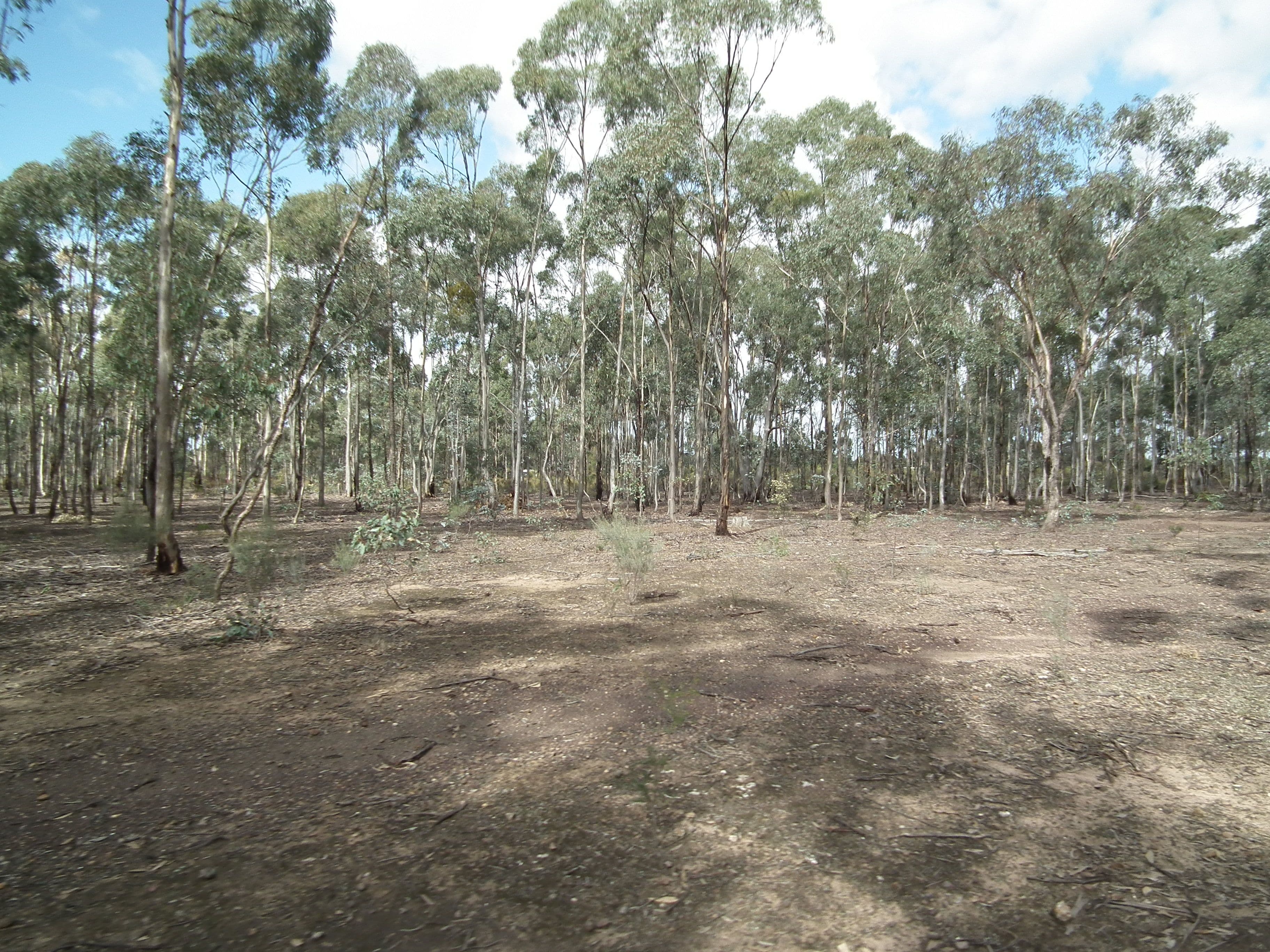 60 Whroo Vale Court, Whroo VIC 3612, Whroo - Thumbnail 4