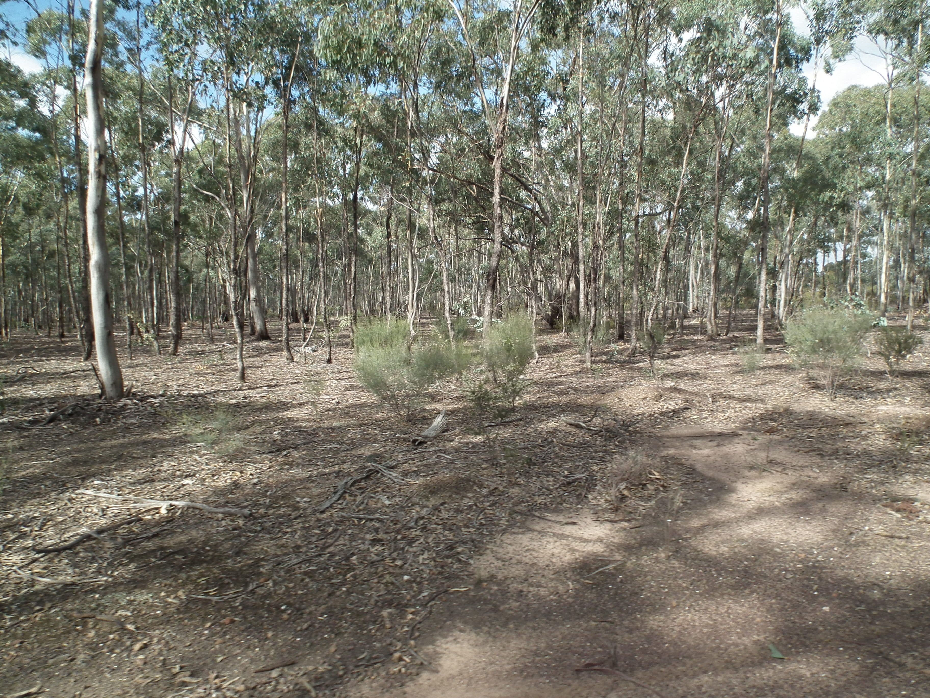 60 Whroo Vale Court, Whroo VIC 3612, Whroo - Thumbnail 3