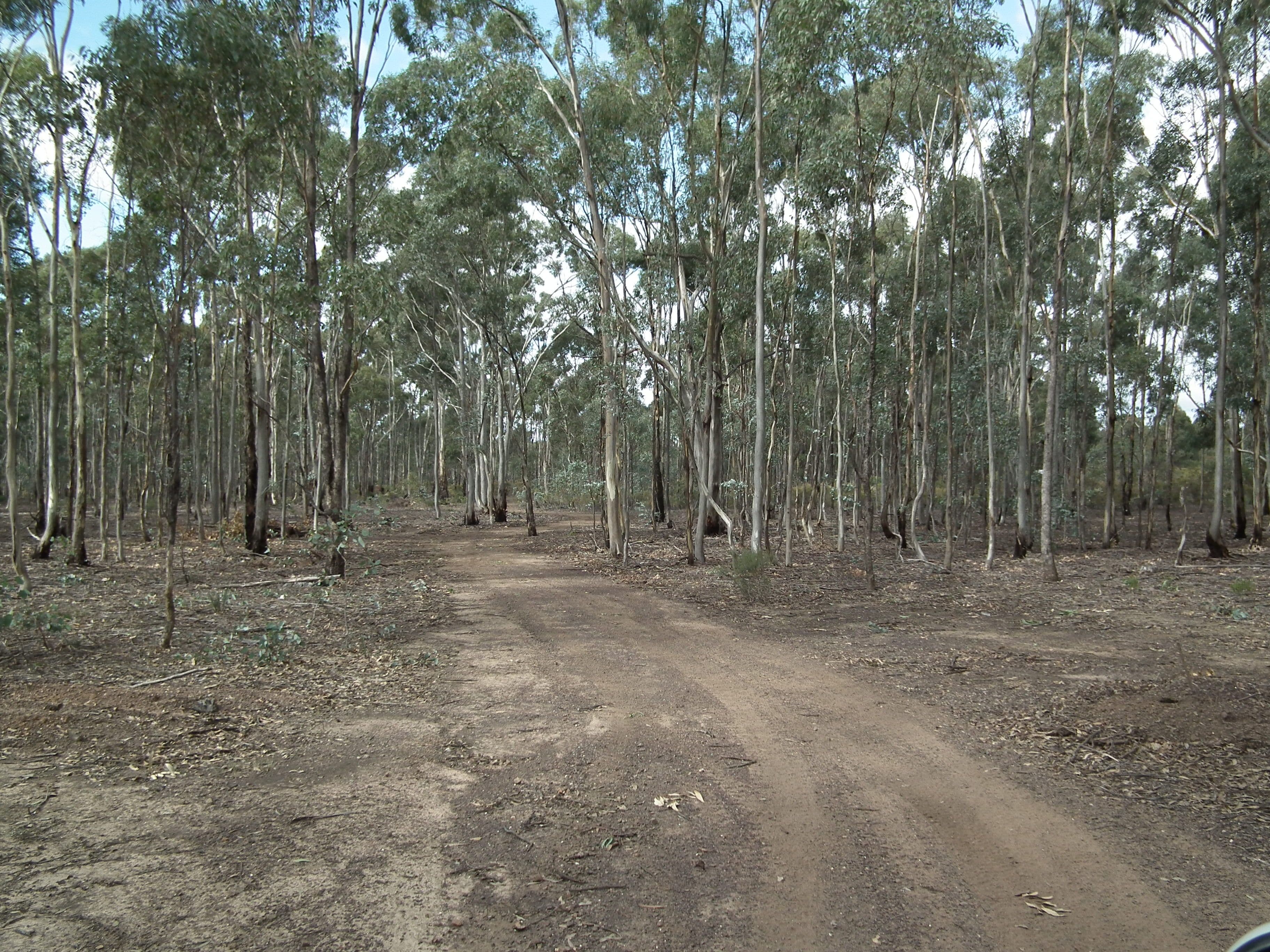 60 Whroo Vale Court, Whroo VIC 3612, Whroo - Thumbnail 6