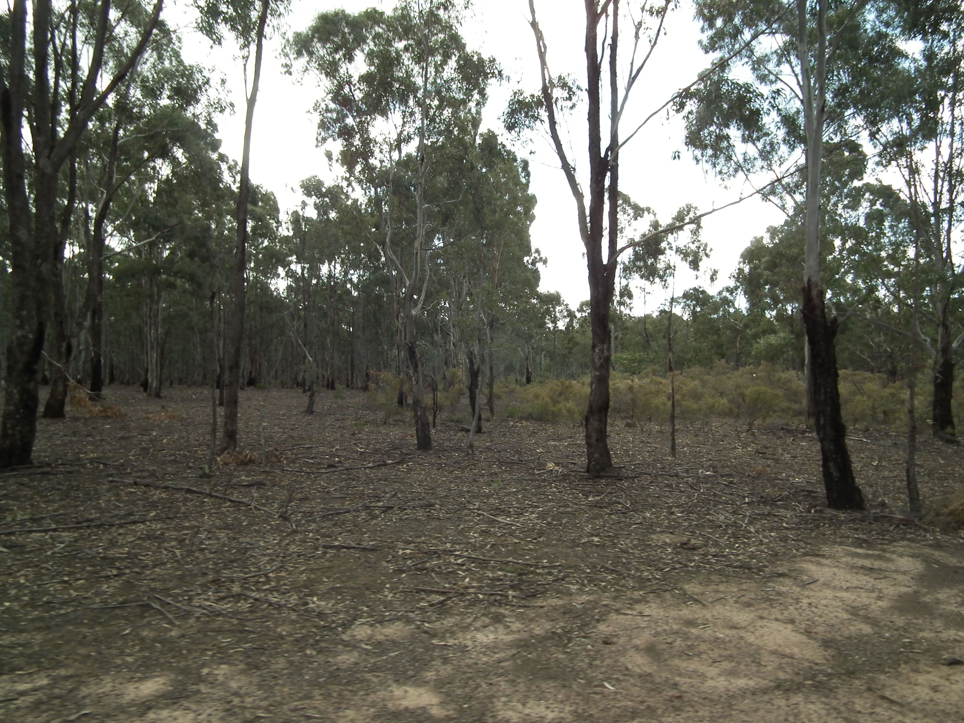 60 Whroo Vale Court, Whroo VIC 3612, Whroo - Thumbnail 8