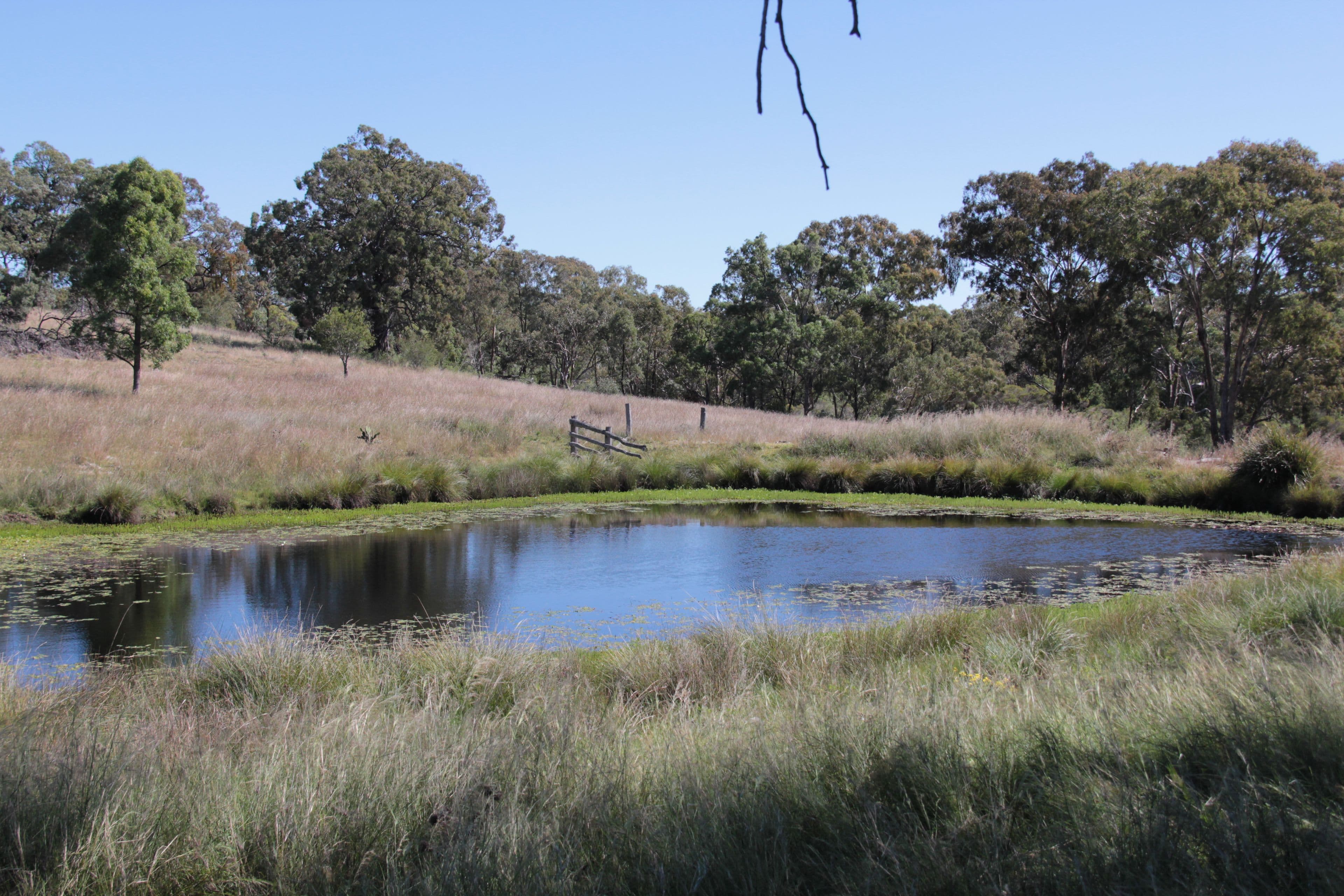 536 Springdale Road, Pikedale QLD 4380, Pikedale - Image 1