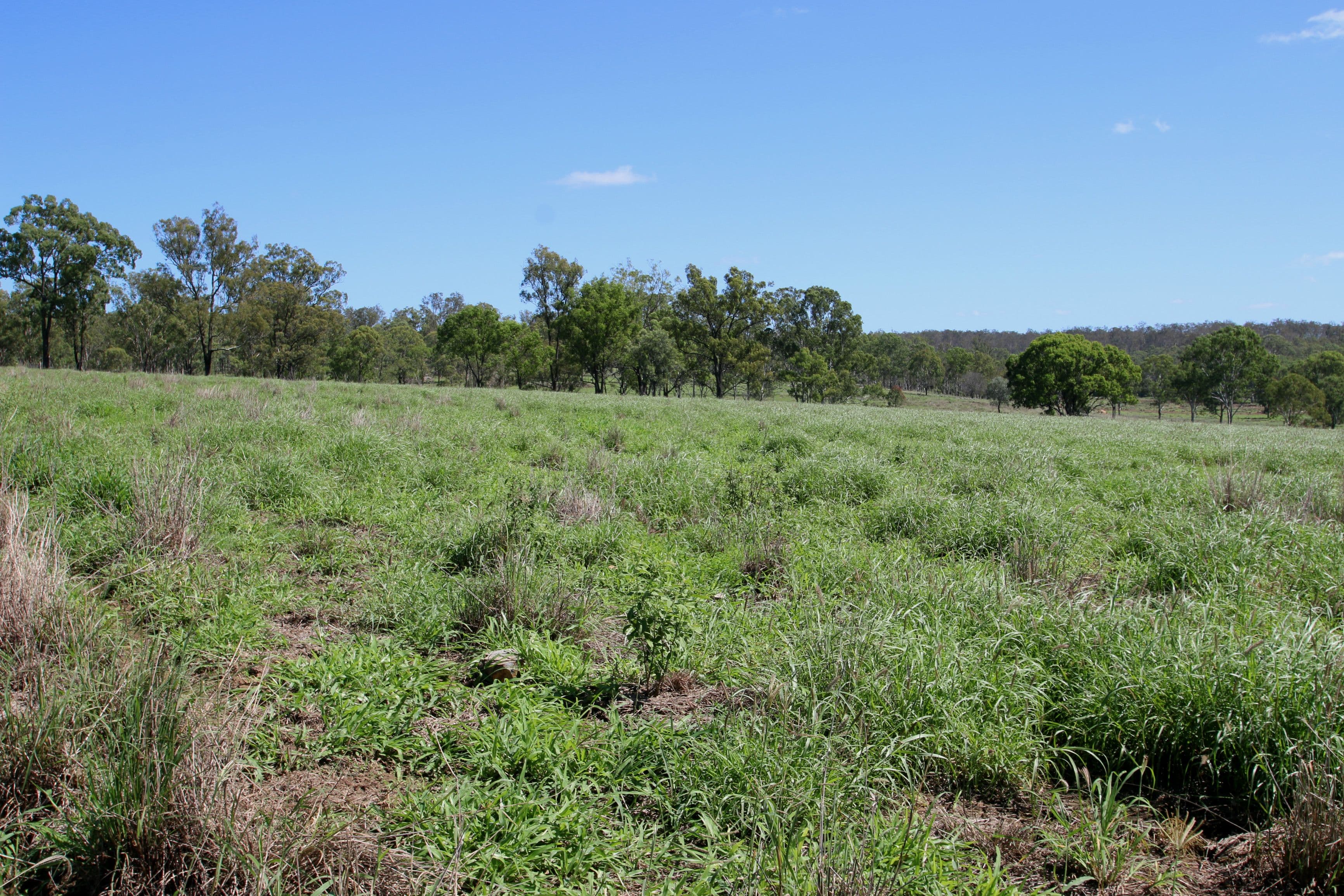242 Golf Links Road, Monto QLD 4630, Monto - Thumbnail 3