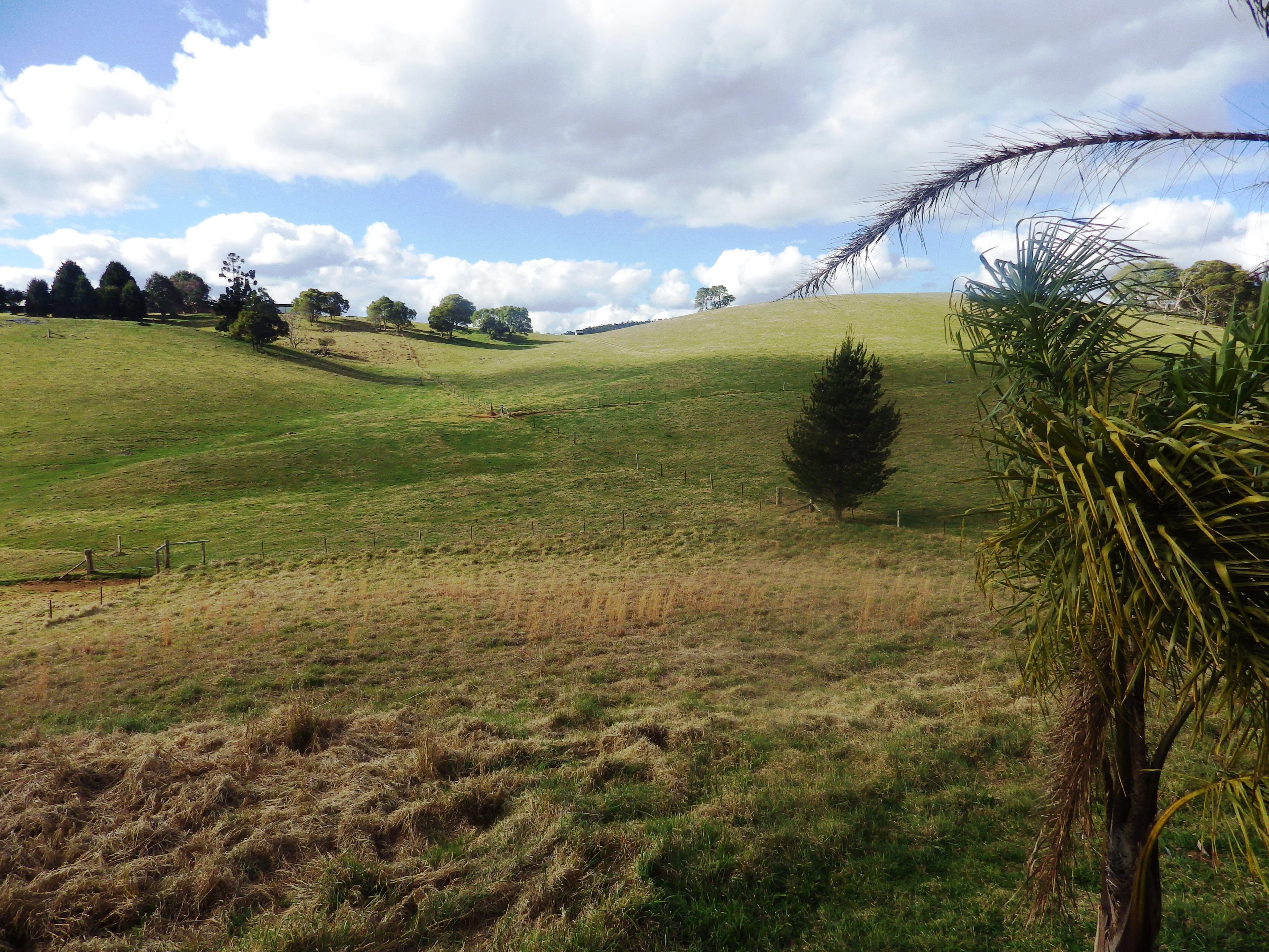437 Slingsby's Road, Dorrigo NSW 2453, Dorrigo - Thumbnail 7