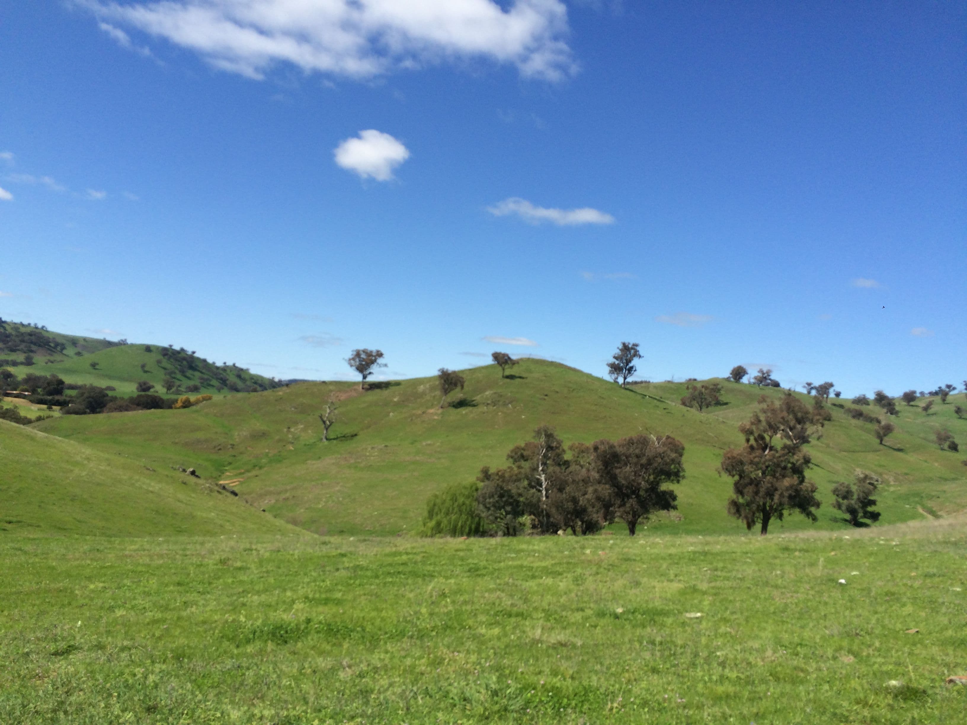 Canowindra NSW 2804, Canowindra - Thumbnail 6