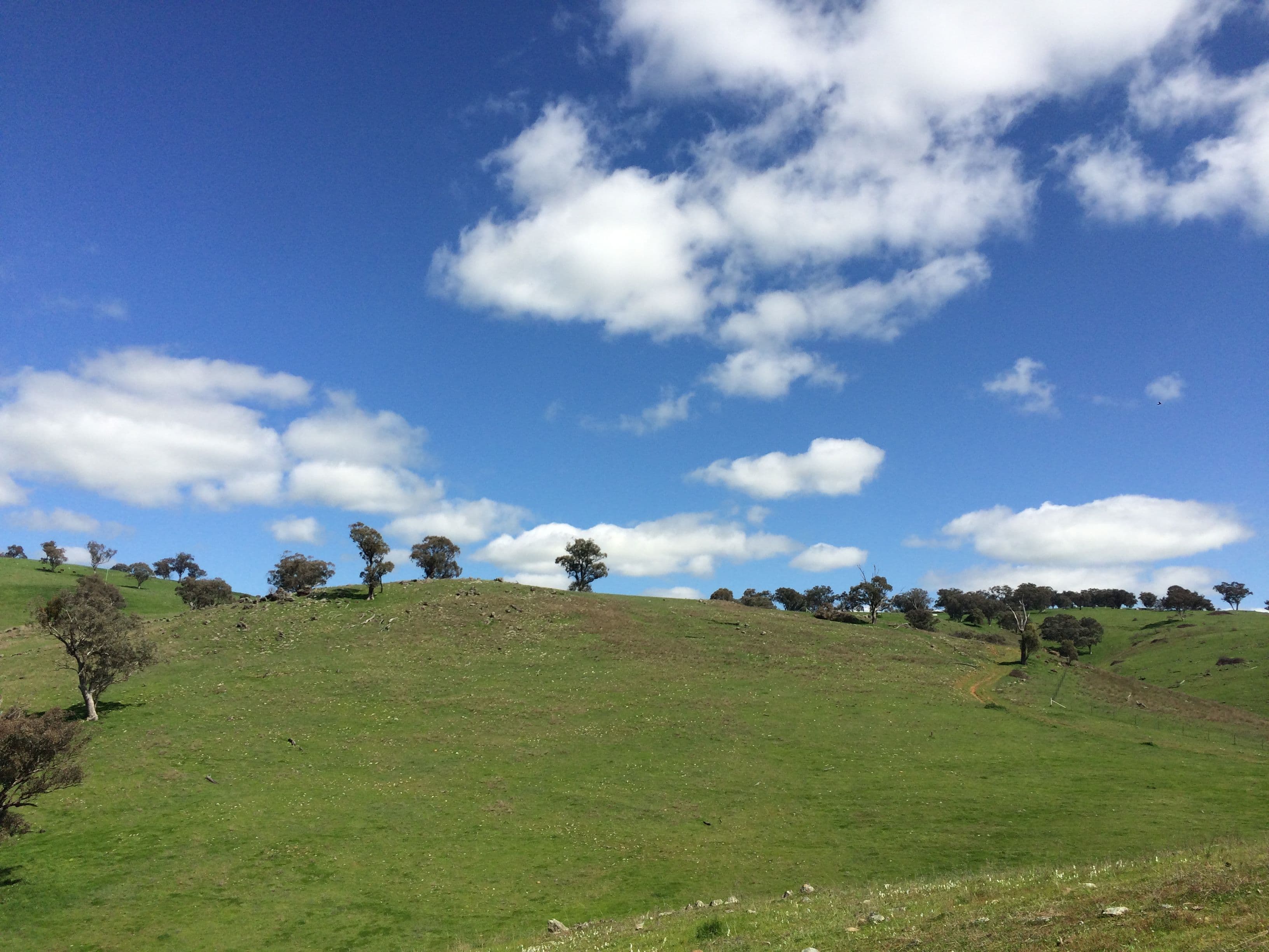 Canowindra NSW 2804, Canowindra - Thumbnail 8
