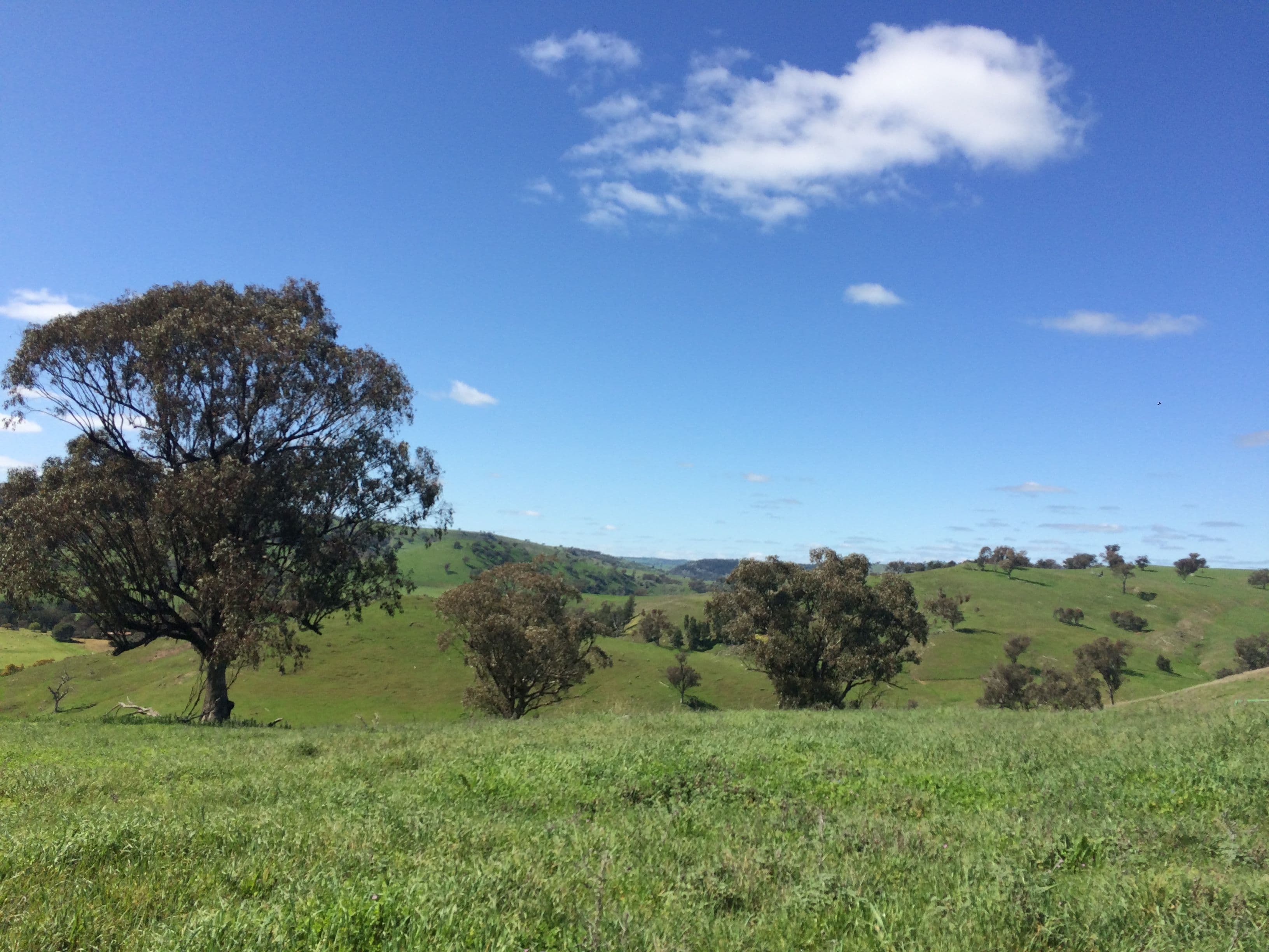 Canowindra NSW 2804, Canowindra - Thumbnail 3