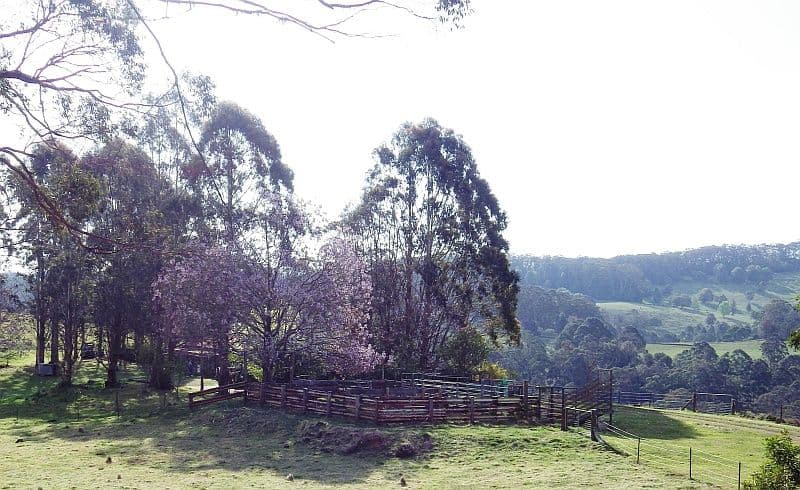 1956 Old Deervale Loop Road, Deer Vale NSW 2453, Deer Vale - Image 1