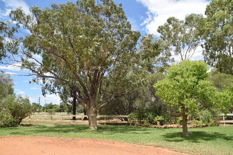 'Rosebank' 13 East Coonamble Road, Gilgandra NSW 2827, Gilgandra - Image 1
