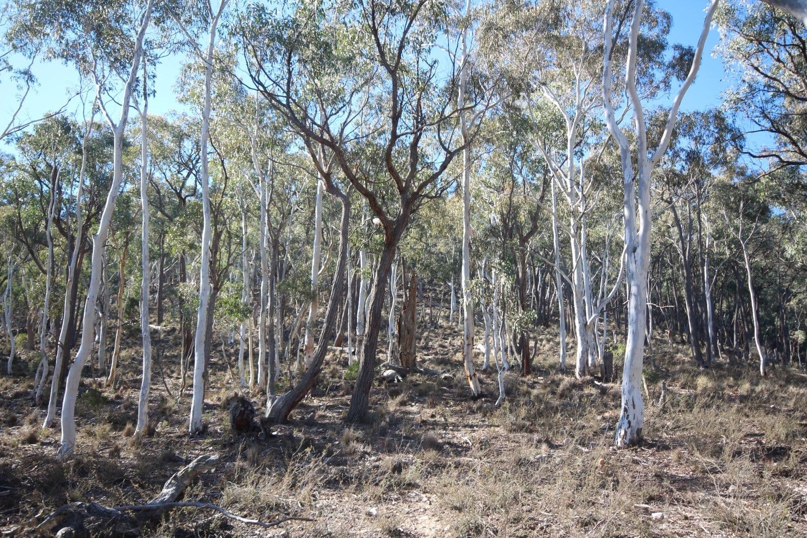 2902 Beaconsfield Road, Wisemans Creek NSW 2795, Wisemans Creek - Thumbnail 6