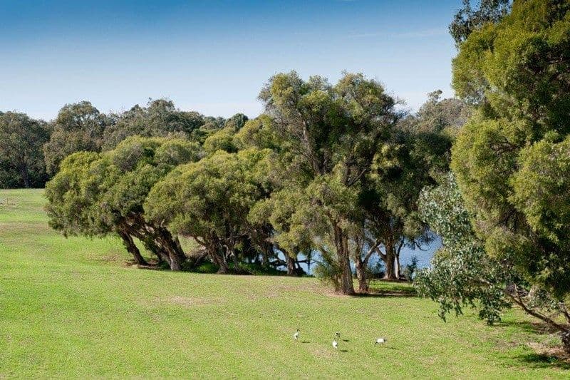 15 Aldine Ridge, Aveley WA 6069, Aveley - Thumbnail 8