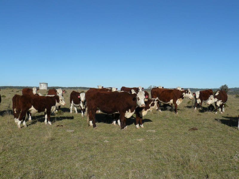 '' Mindah, Warialda NSW 2402, Warialda - Thumbnail 8