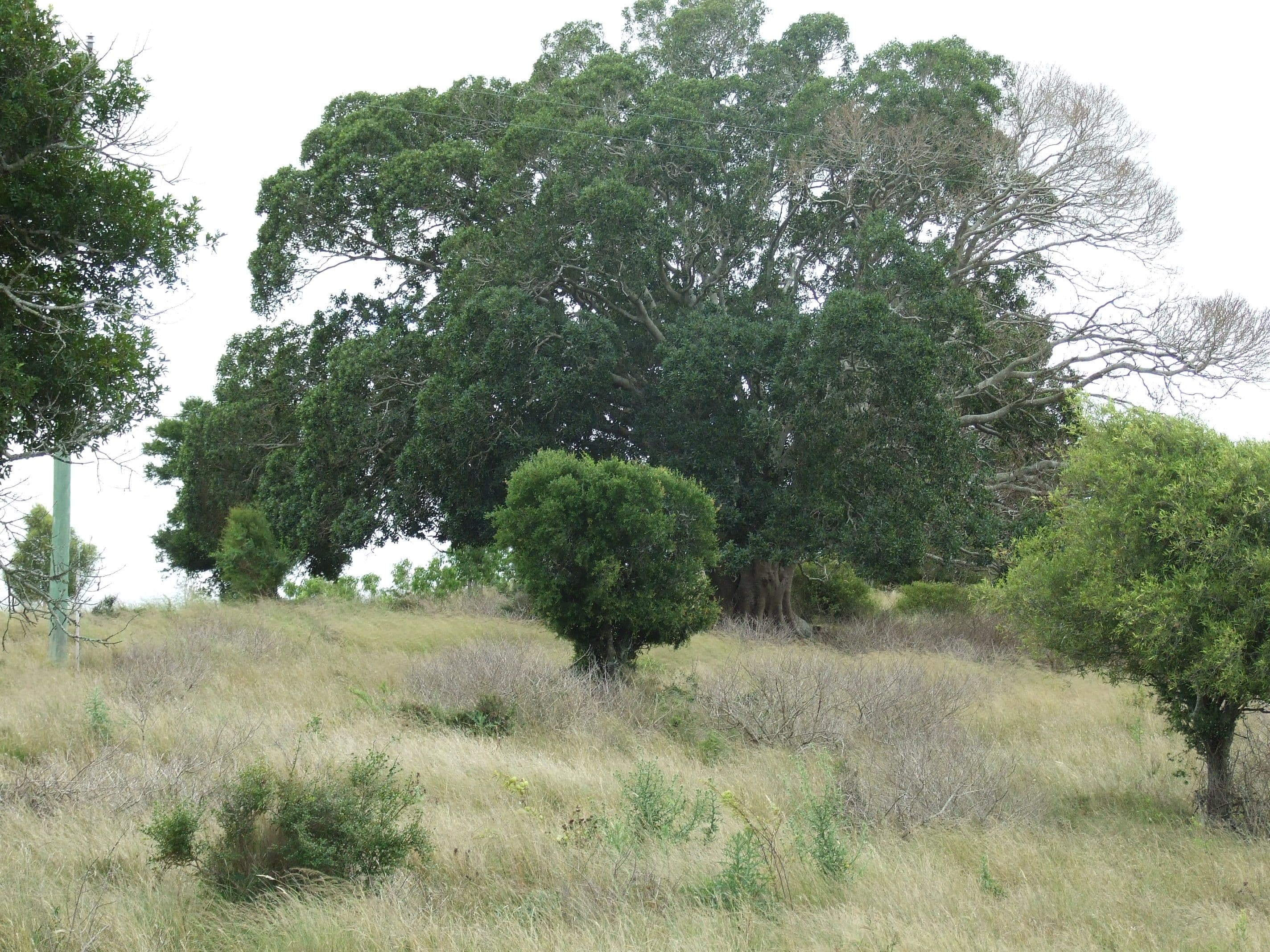 L212 Dukes Road, Cooyar QLD 4402, Cooyar - Thumbnail 3