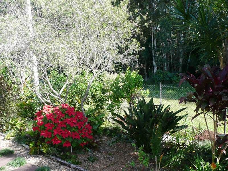 14 Penda Court, Cabarita Beach NSW 2488, Cabarita Beach - Thumbnail 7