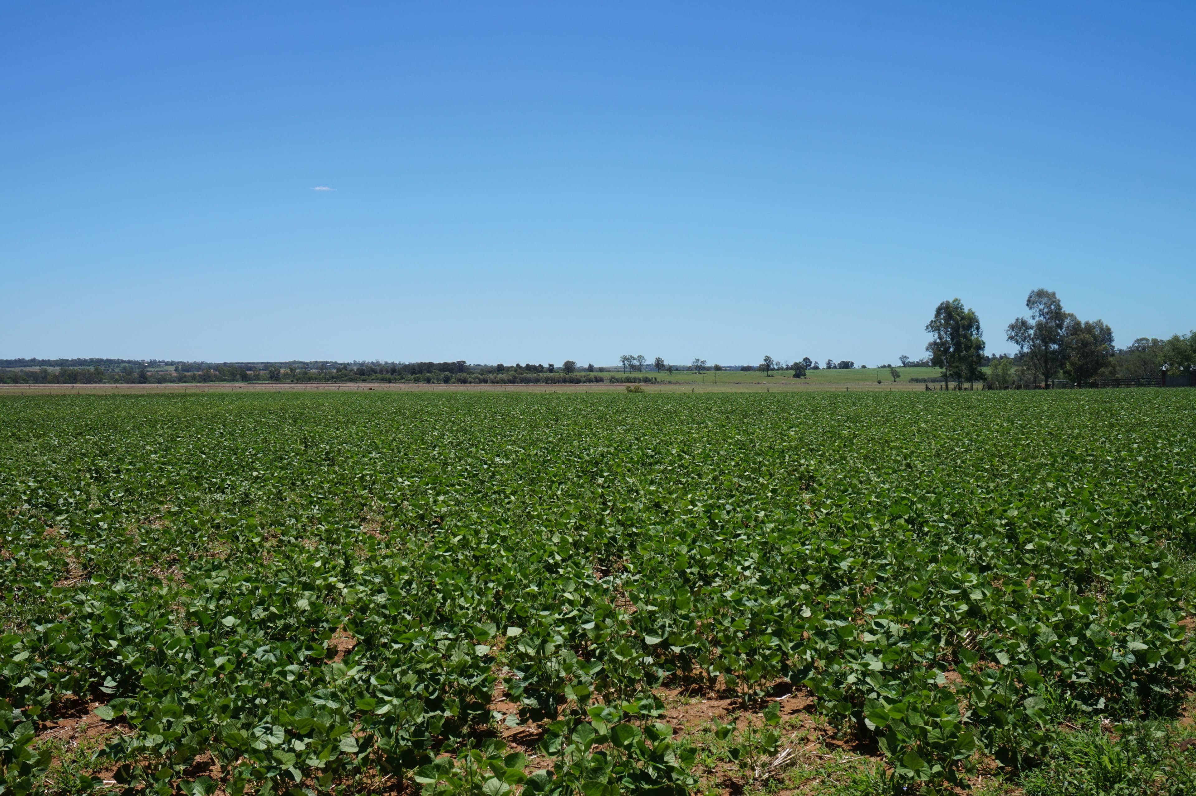 Lot 218 Old Rosemount Road, Brymaroo QLD 4403, Brymaroo - Thumbnail 5