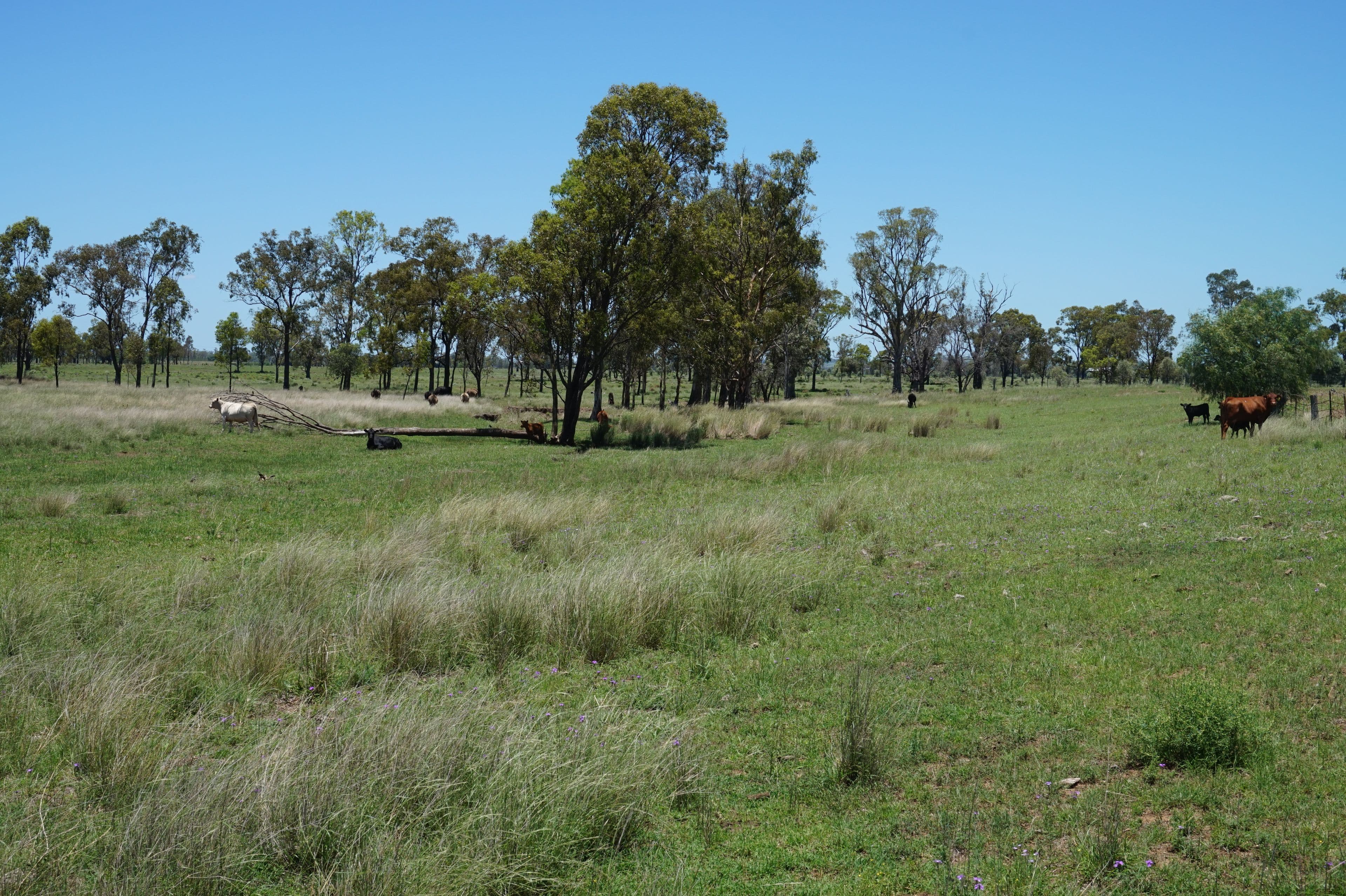 Lot 218 Old Rosemount Road, Brymaroo QLD 4403, Brymaroo - Thumbnail 8