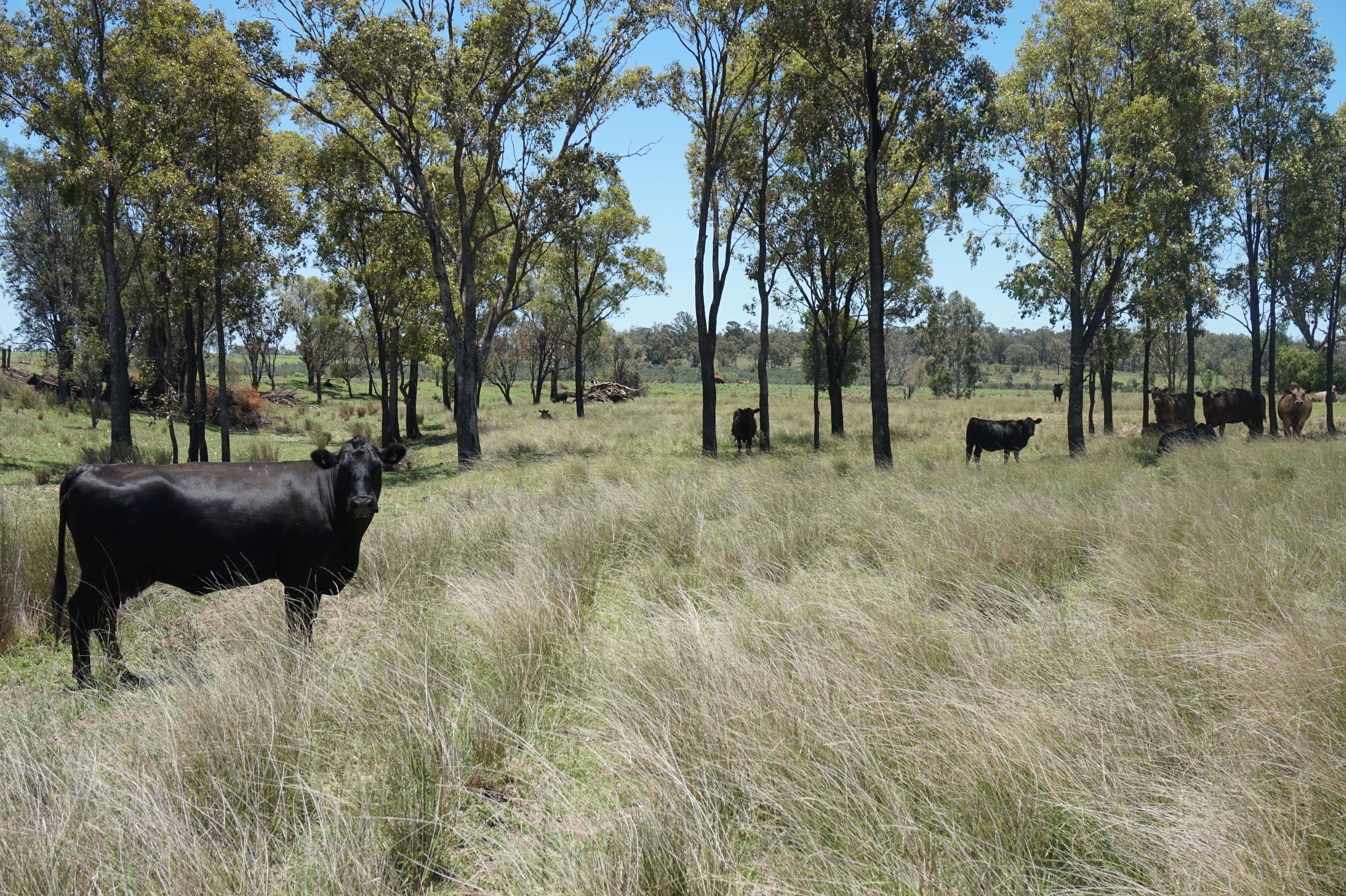 Lot 218 Old Rosemount Road, Brymaroo QLD 4403, Brymaroo - Image 1