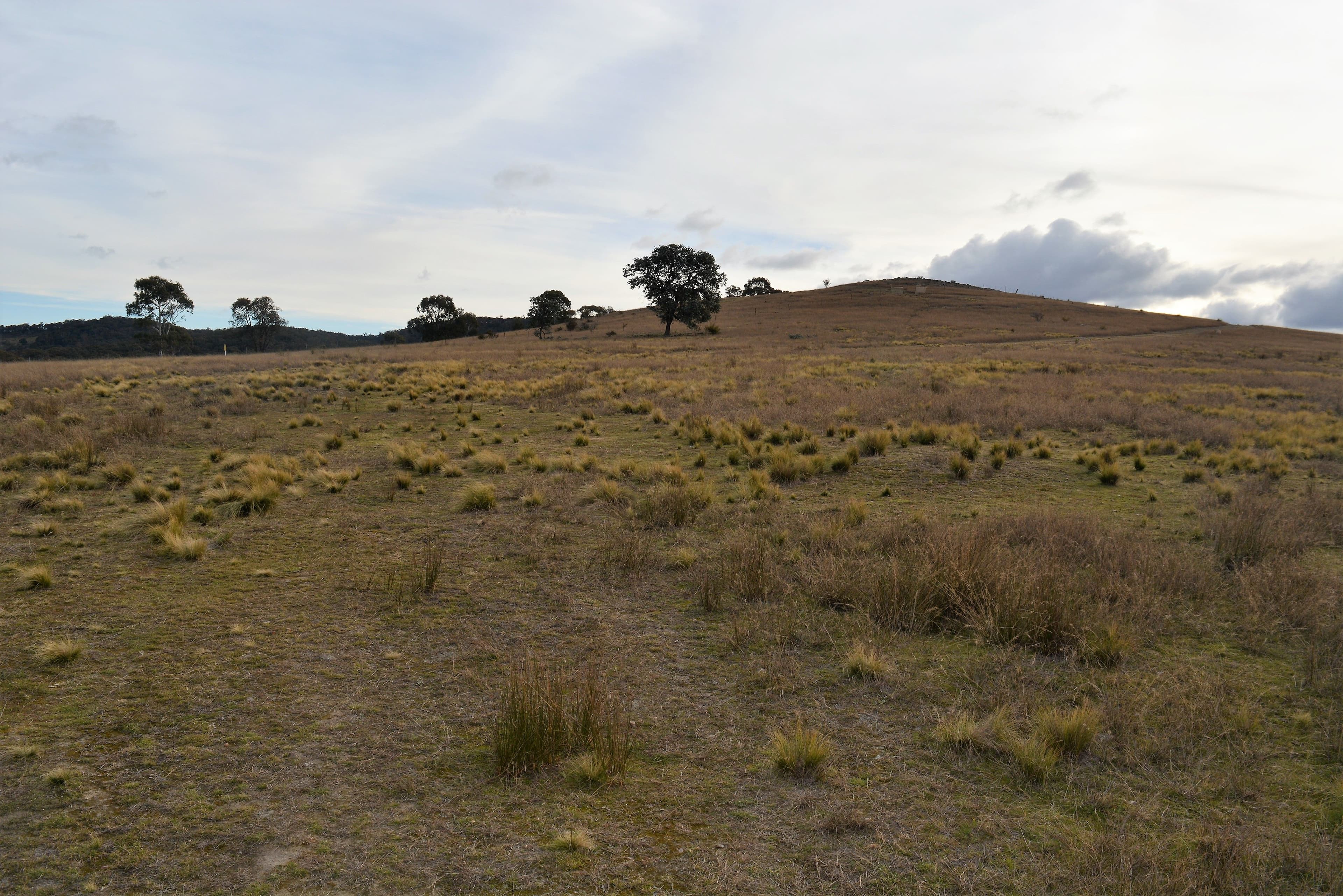 Lot 1 435 'Pine Hill' Towrang Road, Towrang NSW 2580, Towrang - Thumbnail 7