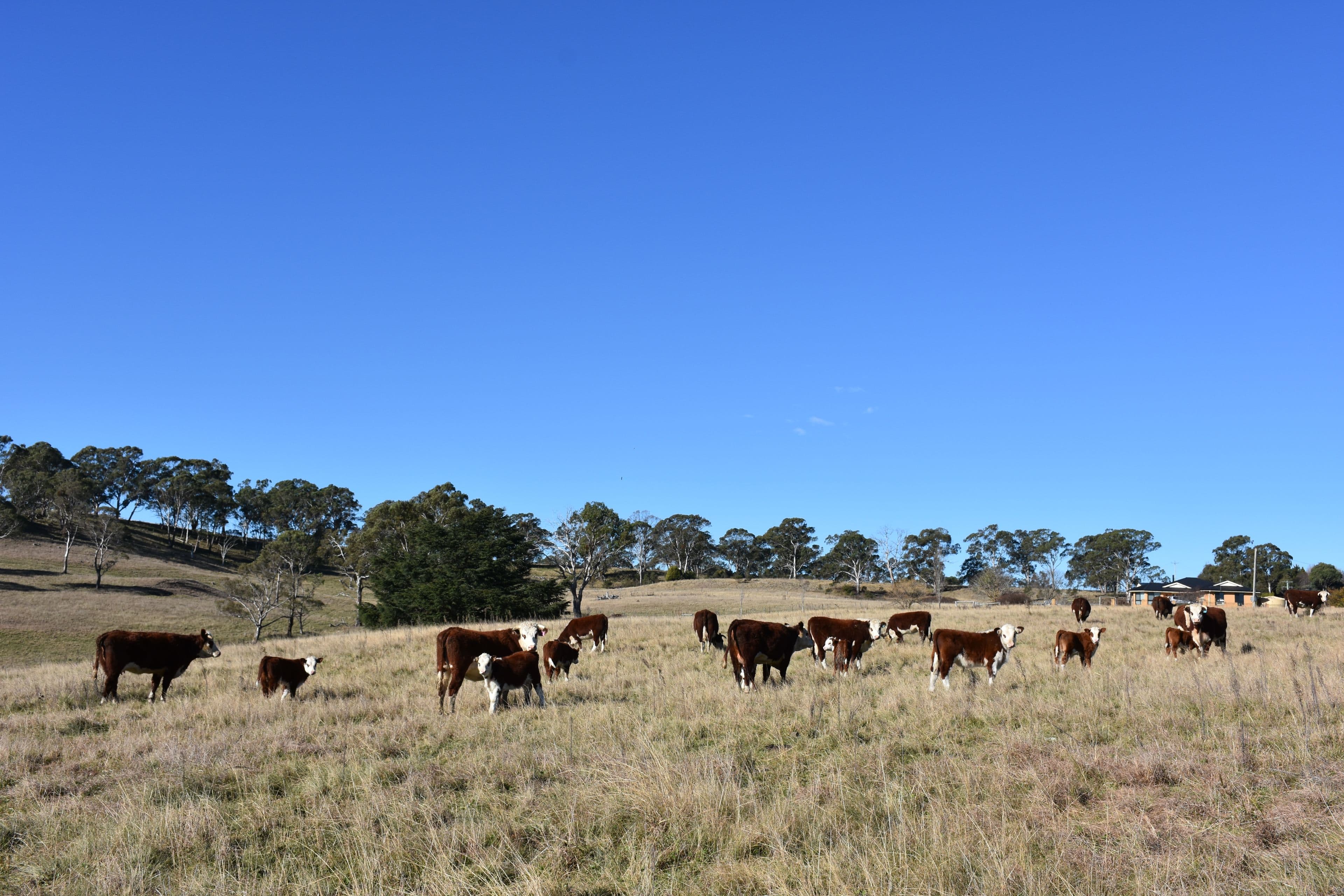 205 Hunter Street, Glen Innes NSW 2370, Glen Innes - Thumbnail 7