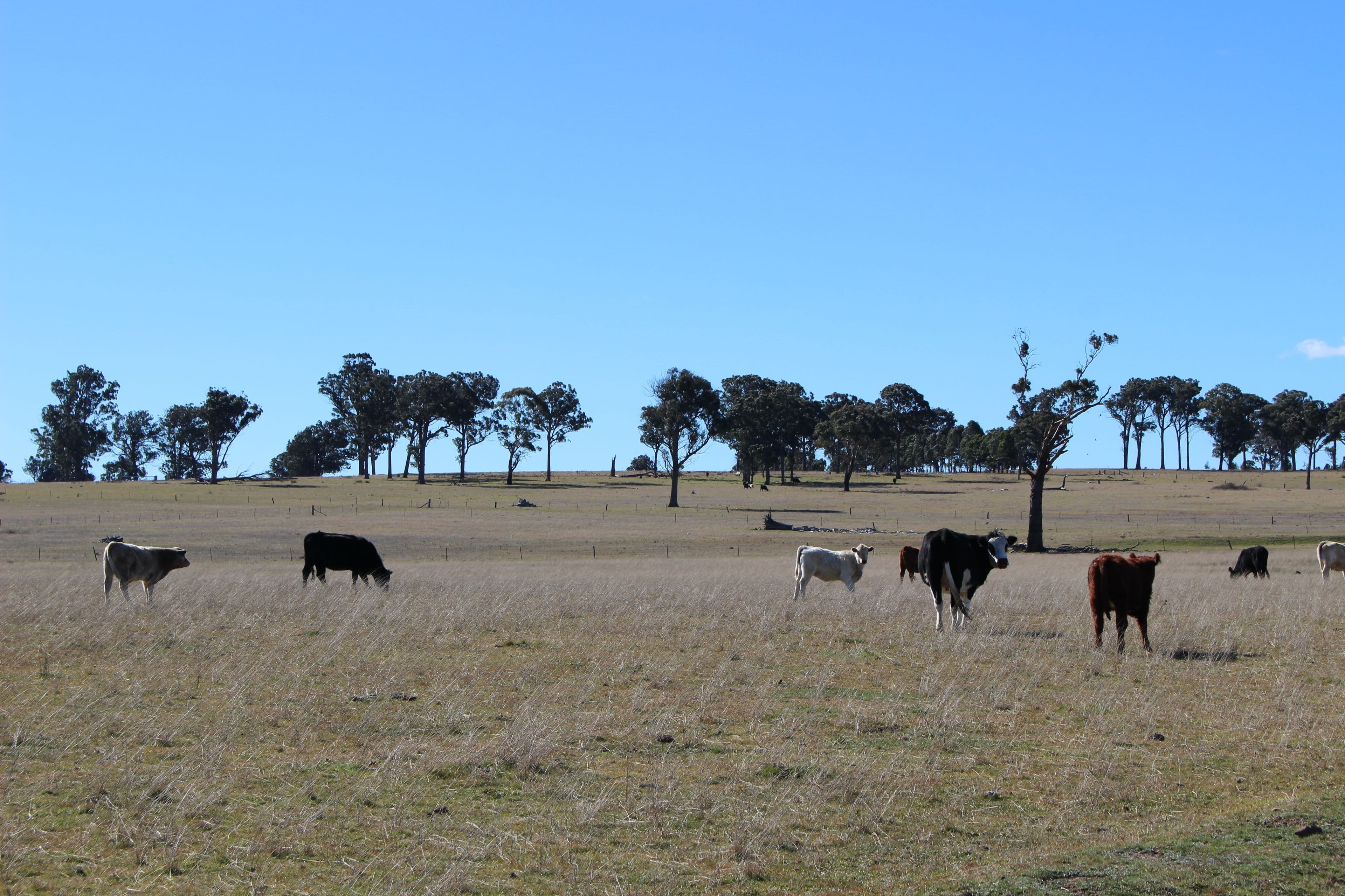 Kenilworth 173 Lochaven Road, Armidale NSW 2350, Armidale - Thumbnail 8