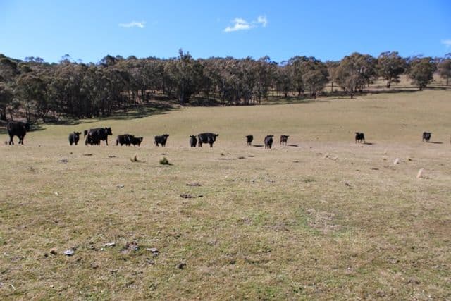 499 Cuthill Road, Oberon NSW 2787, Oberon - Thumbnail 6