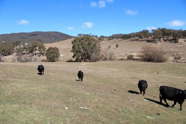 499 Cuthill Road, Oberon NSW 2787, Oberon - Thumbnail 7
