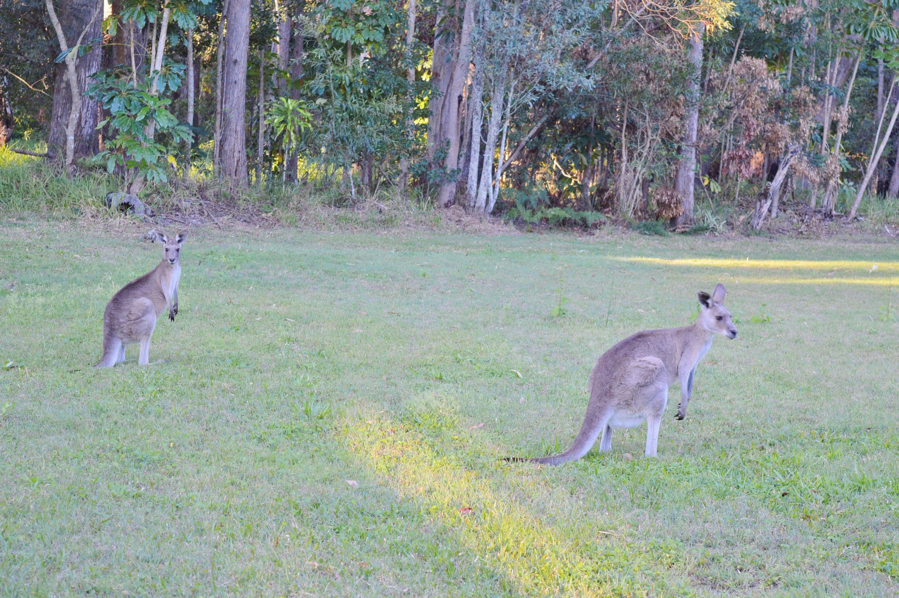26 Strawberry Road, Beerwah QLD 4519, Beerwah - Thumbnail 7