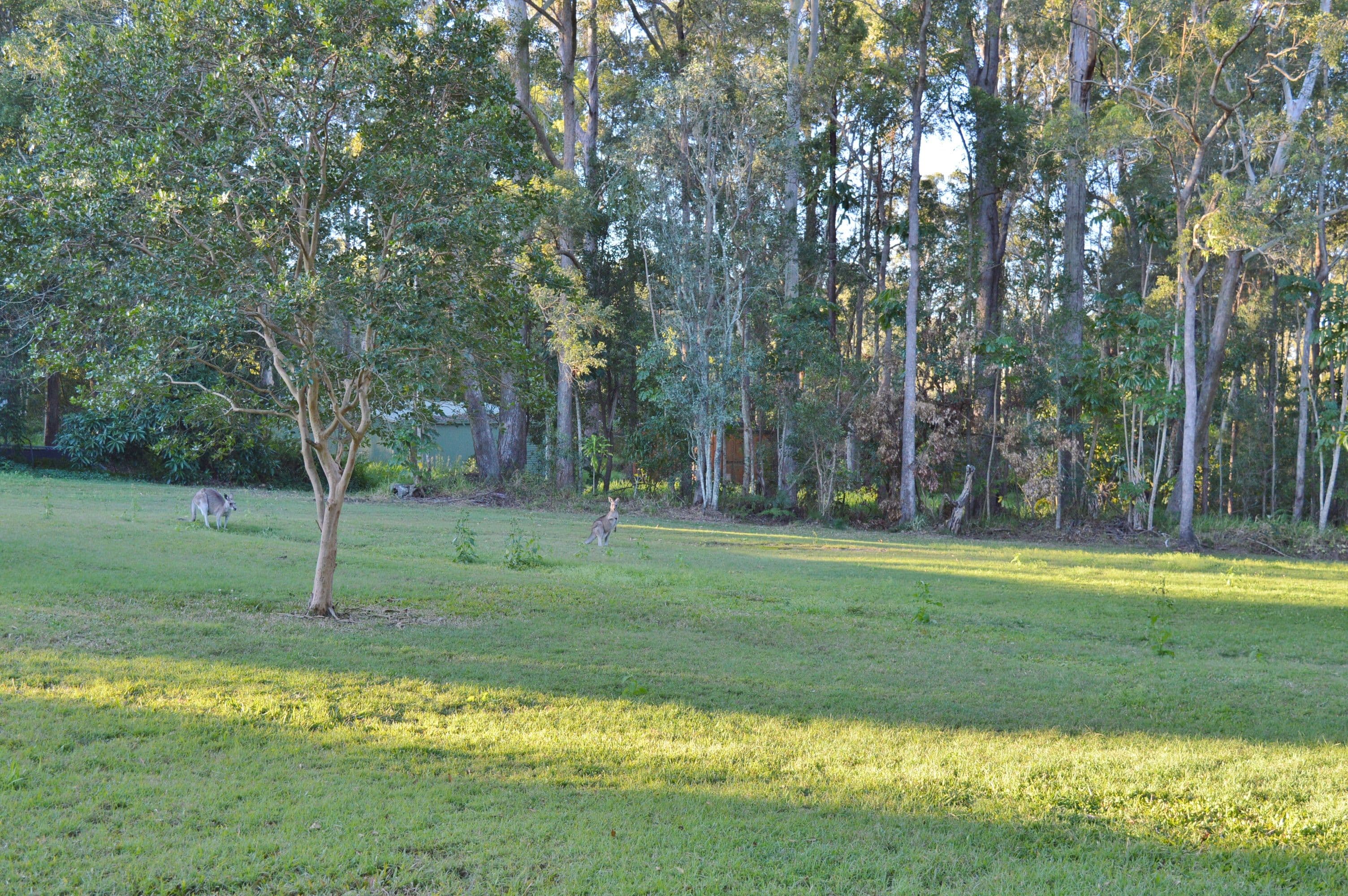 26 Strawberry Road, Beerwah QLD 4519, Beerwah - Thumbnail 5