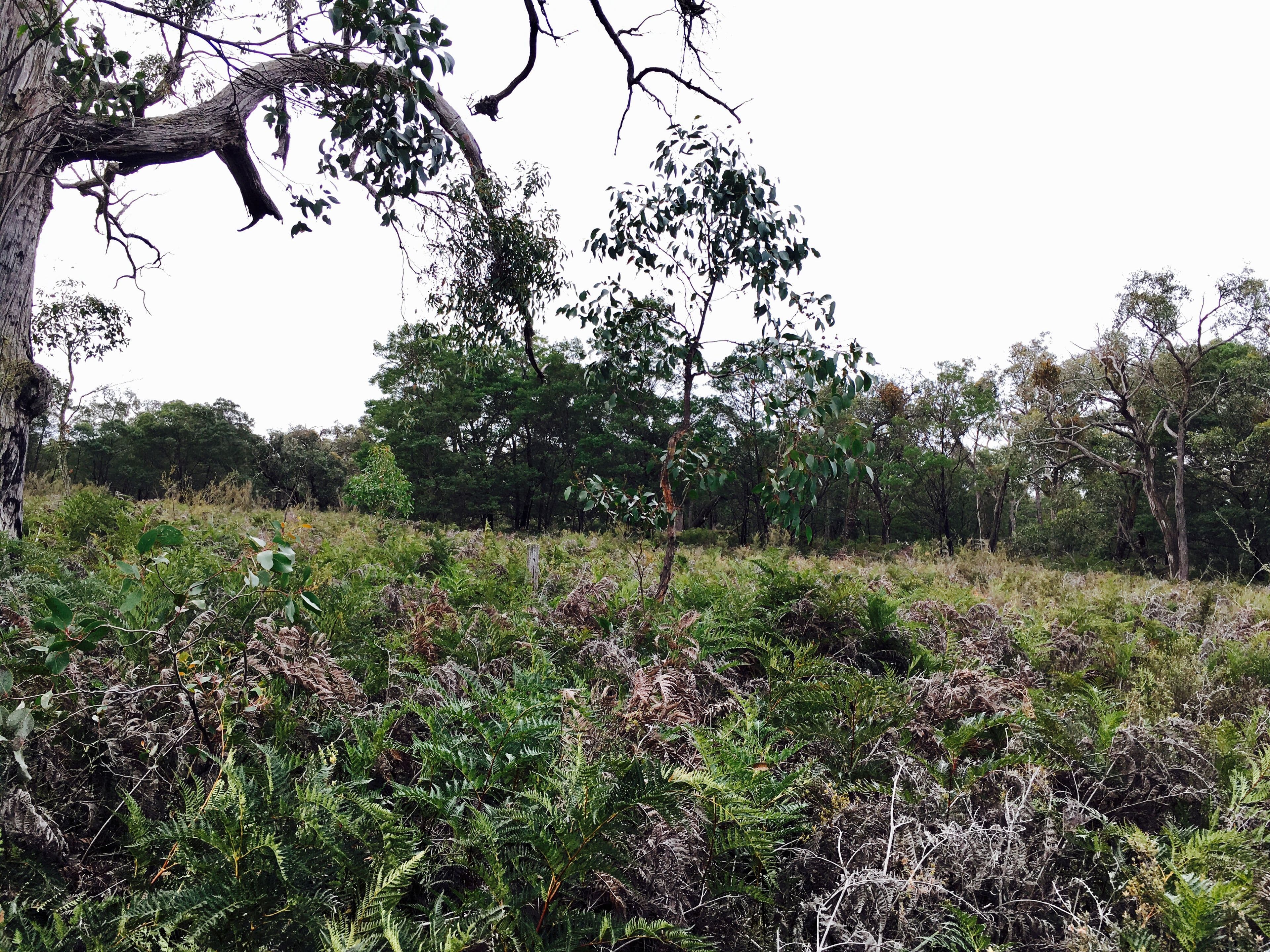Lot 4 Casterton-Edenhope Road, Chetwynd VIC 3312, Chetwynd - Thumbnail 2