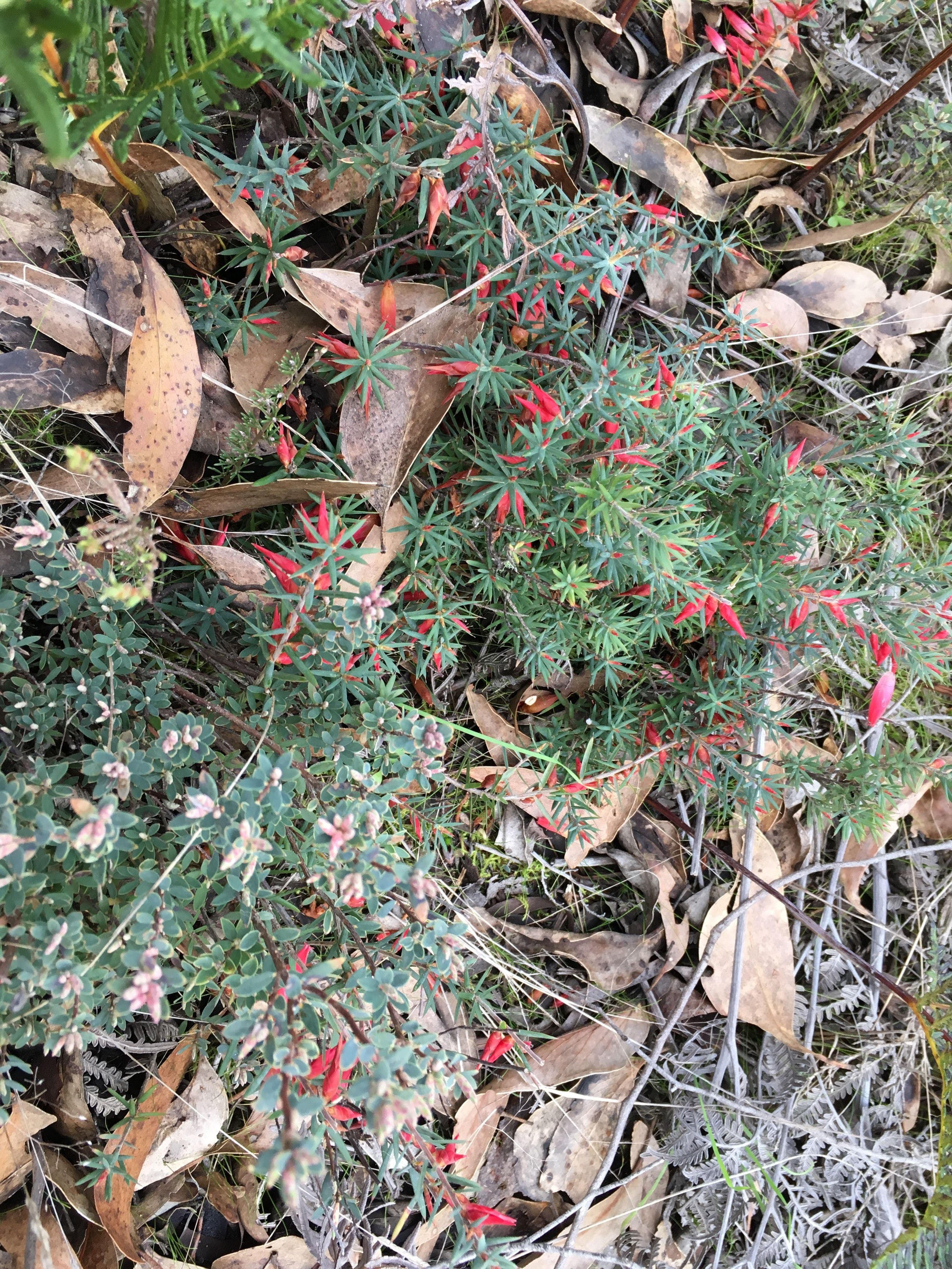 Lot 4 Casterton-Edenhope Road, Chetwynd VIC 3312, Chetwynd - Thumbnail 4