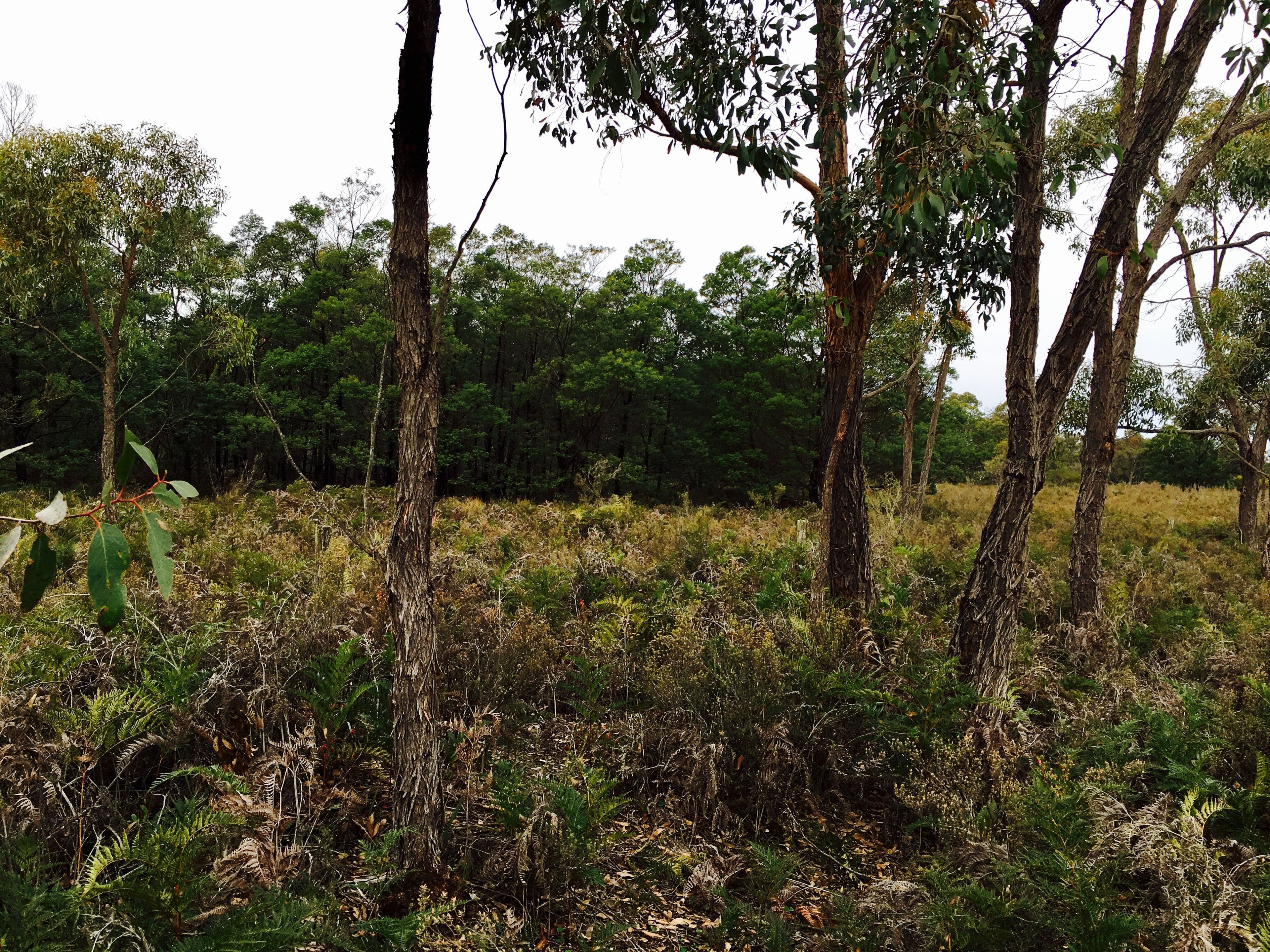Lot 4 Casterton-Edenhope Road, Chetwynd VIC 3312, Chetwynd - Thumbnail 3