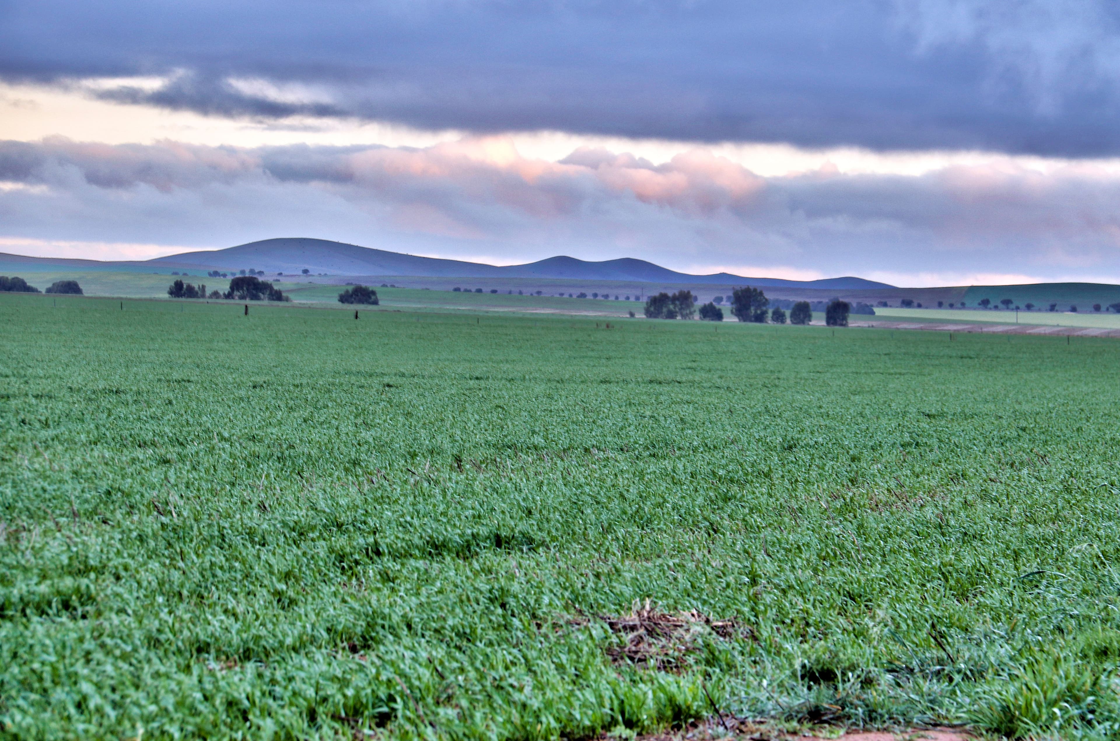 "Newikie" Old Belcunda Road, Mount Bryan SA 5418, Mount Bryan - Thumbnail 8