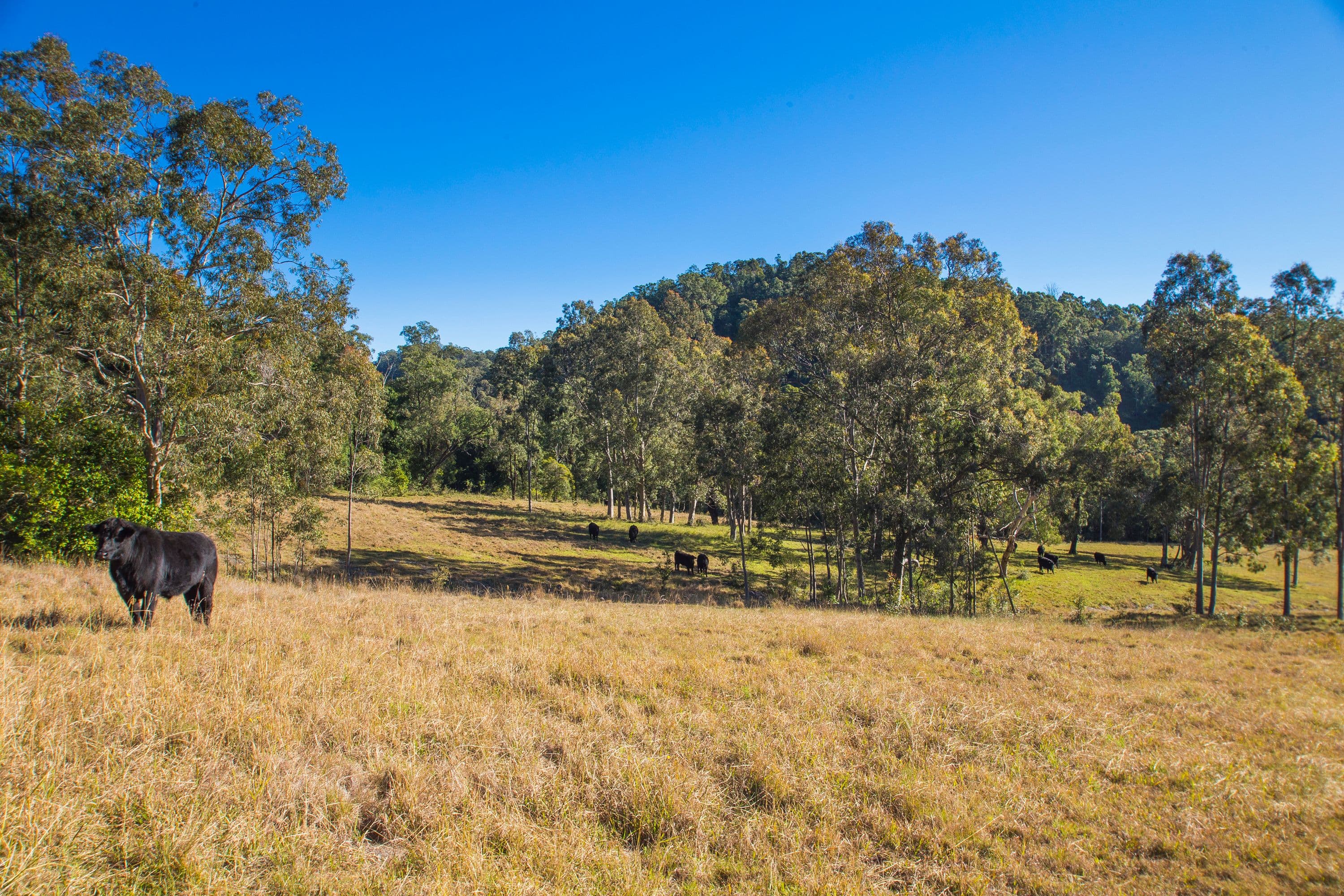 1401 Dungog Road, Wallarobba NSW 2420, Wallarobba - Thumbnail 6