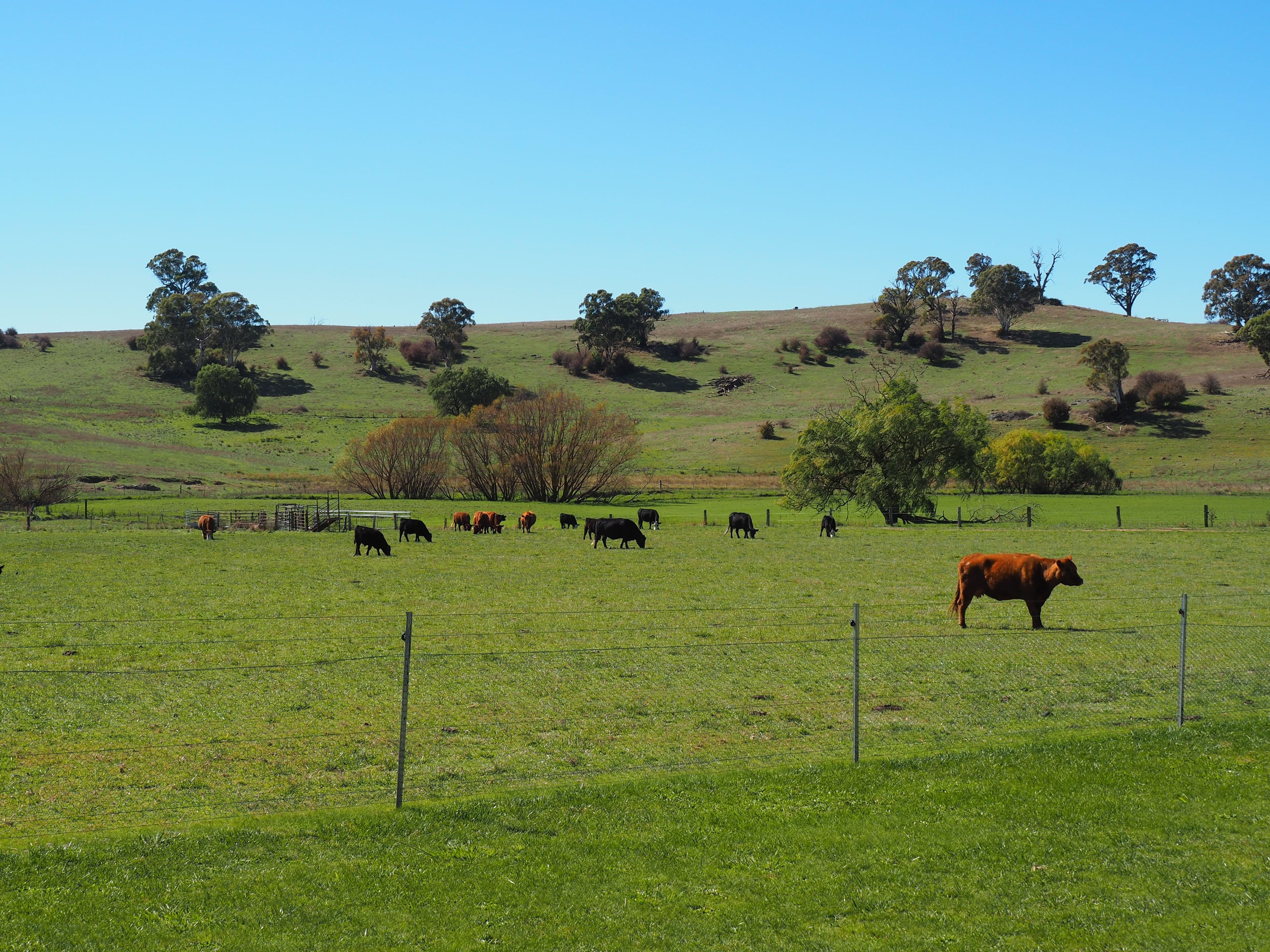 Bathurst NSW 2795, Bathurst - Thumbnail 3