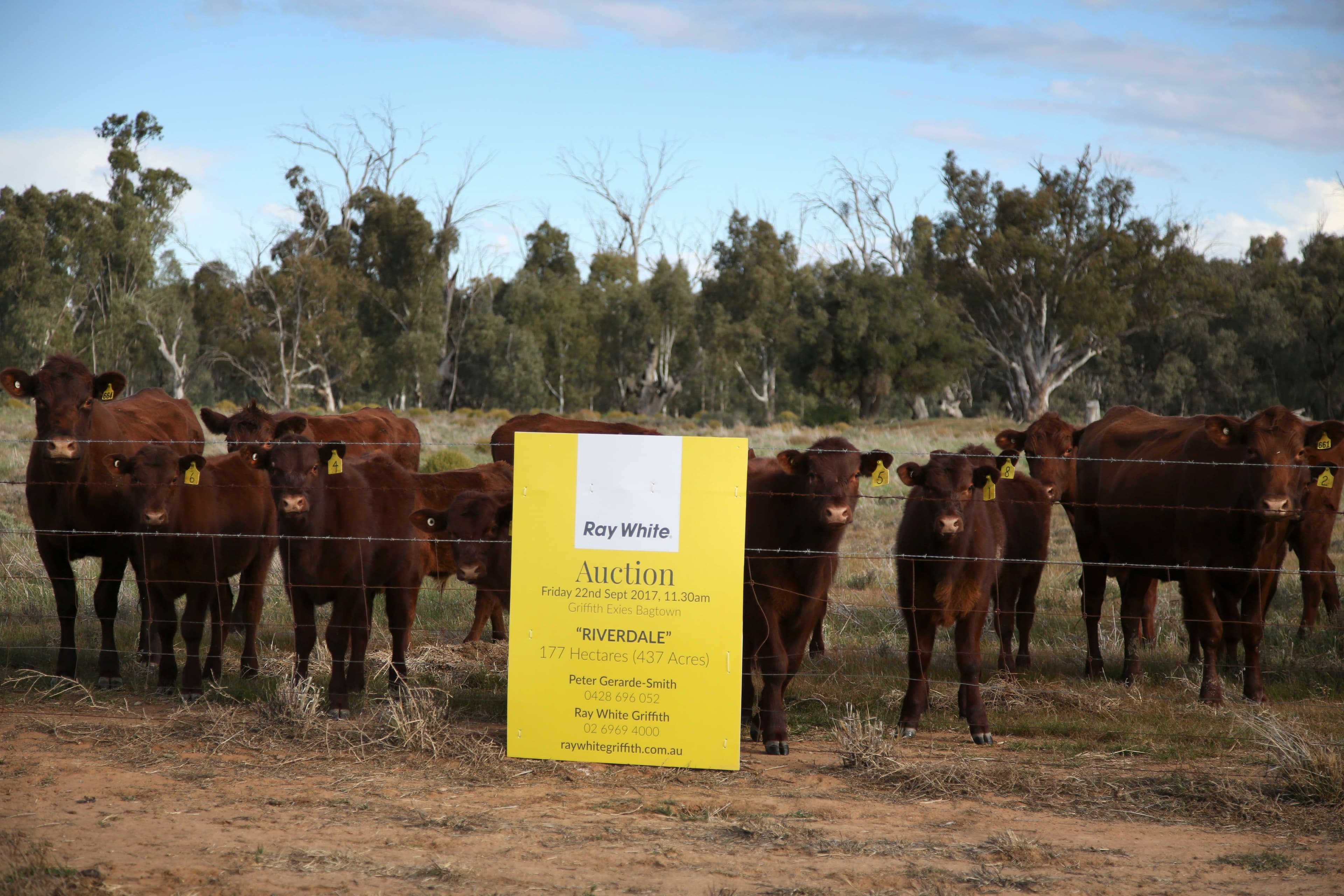 'Riverdale' Murrumbidgee River Road, CARRATHOOL NSW 2711, Carrathool - Thumbnail 2