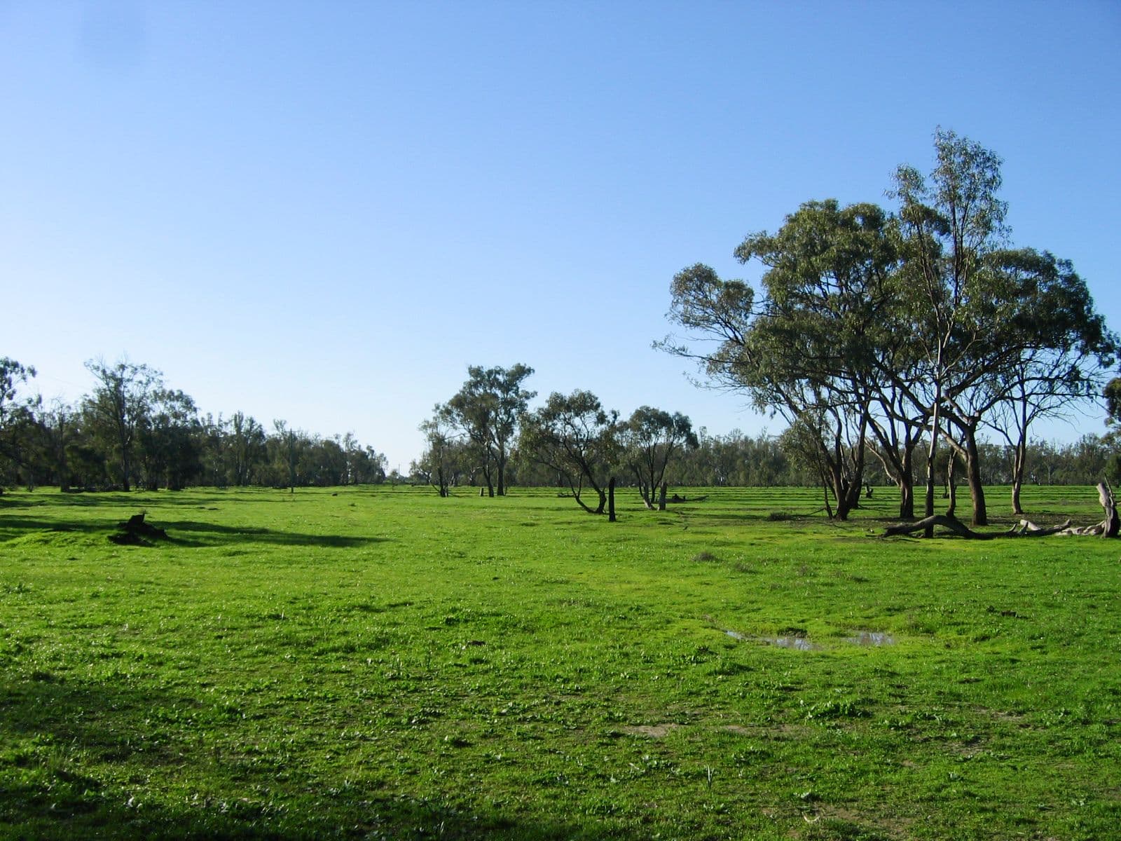 'Riverdale' Murrumbidgee River Road, CARRATHOOL NSW 2711, Carrathool - Thumbnail 5