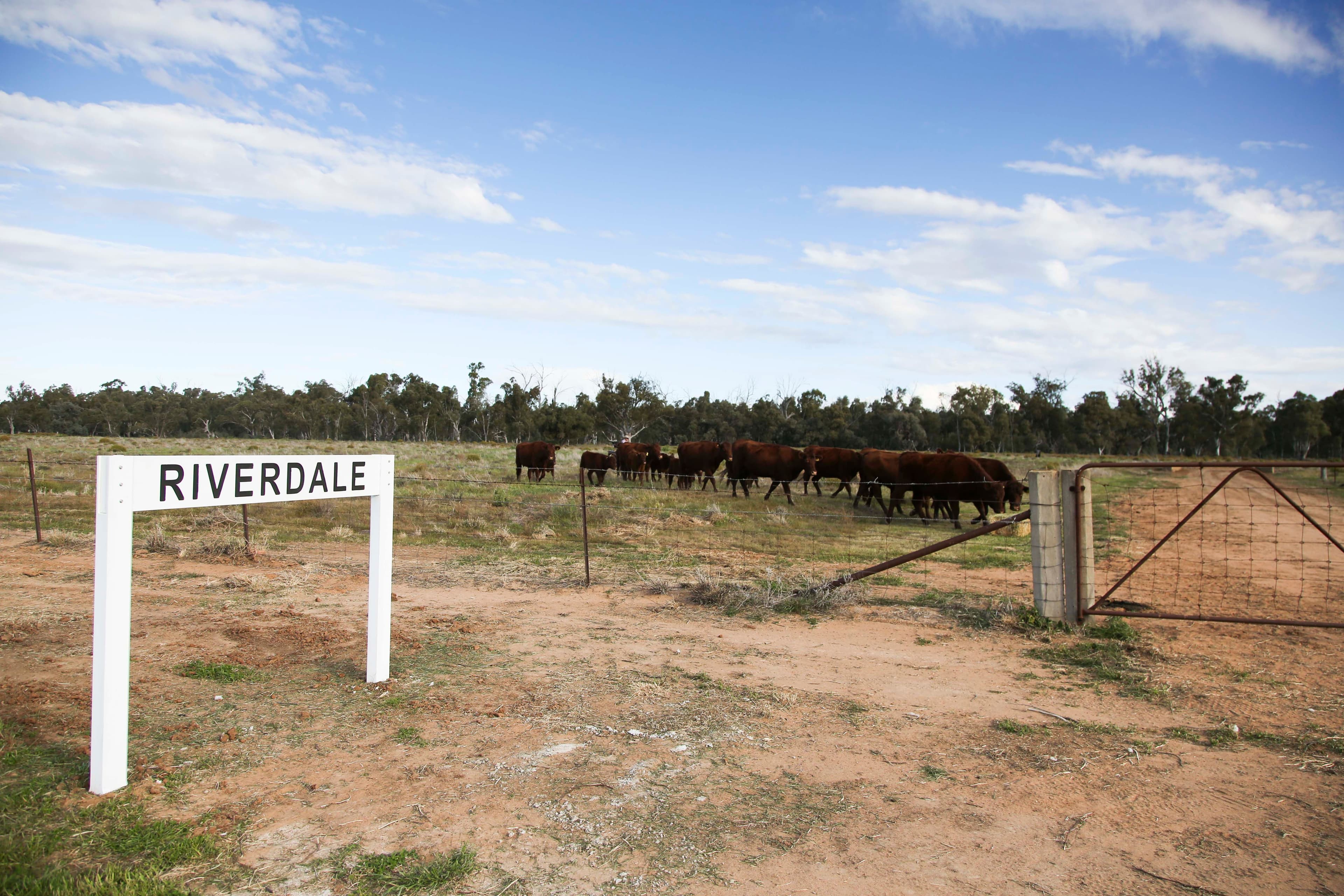 'Riverdale' Murrumbidgee River Road, CARRATHOOL NSW 2711, Carrathool - Image 1