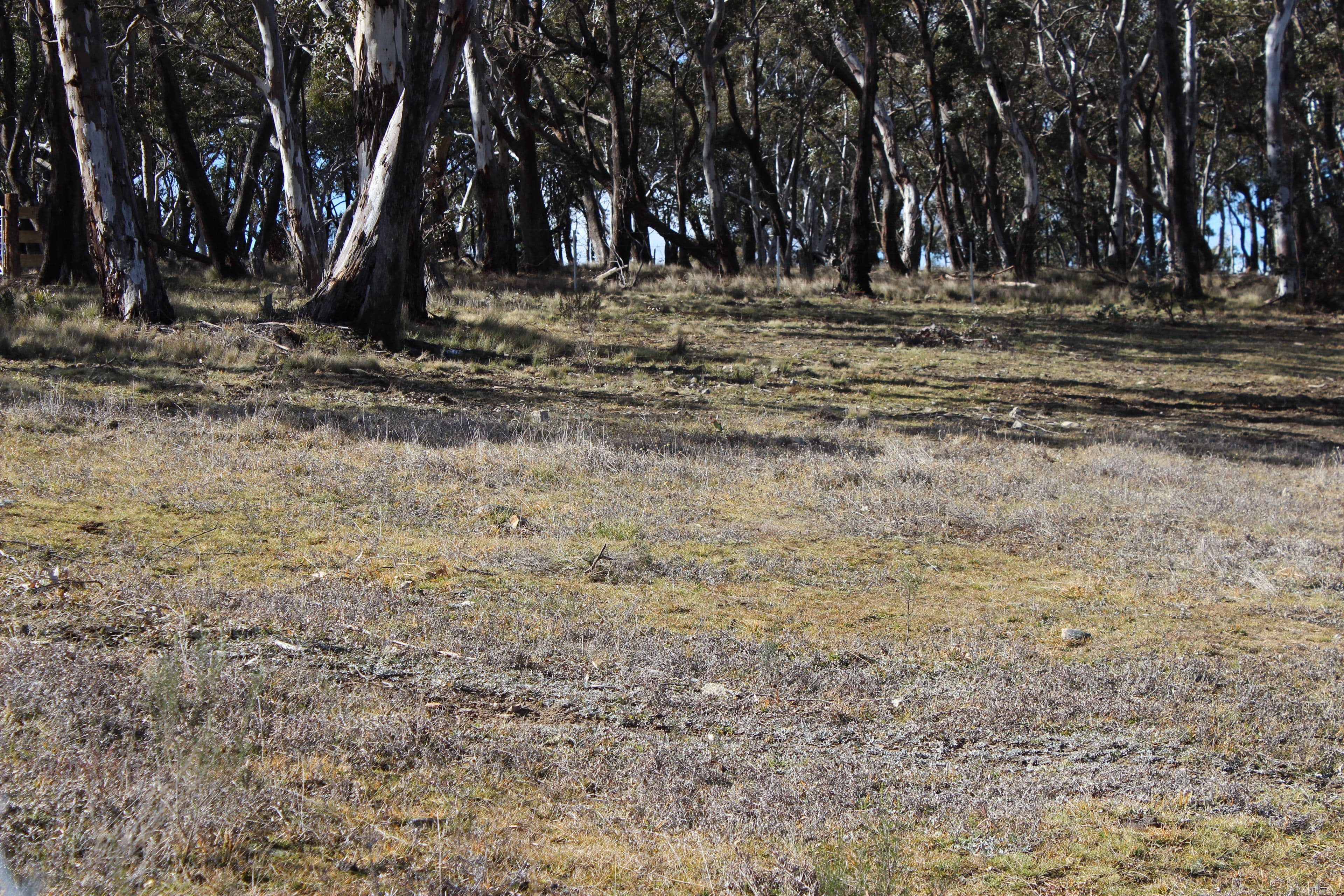 255 Cartwright Street, Rydal NSW 2790, Rydal - Thumbnail 6