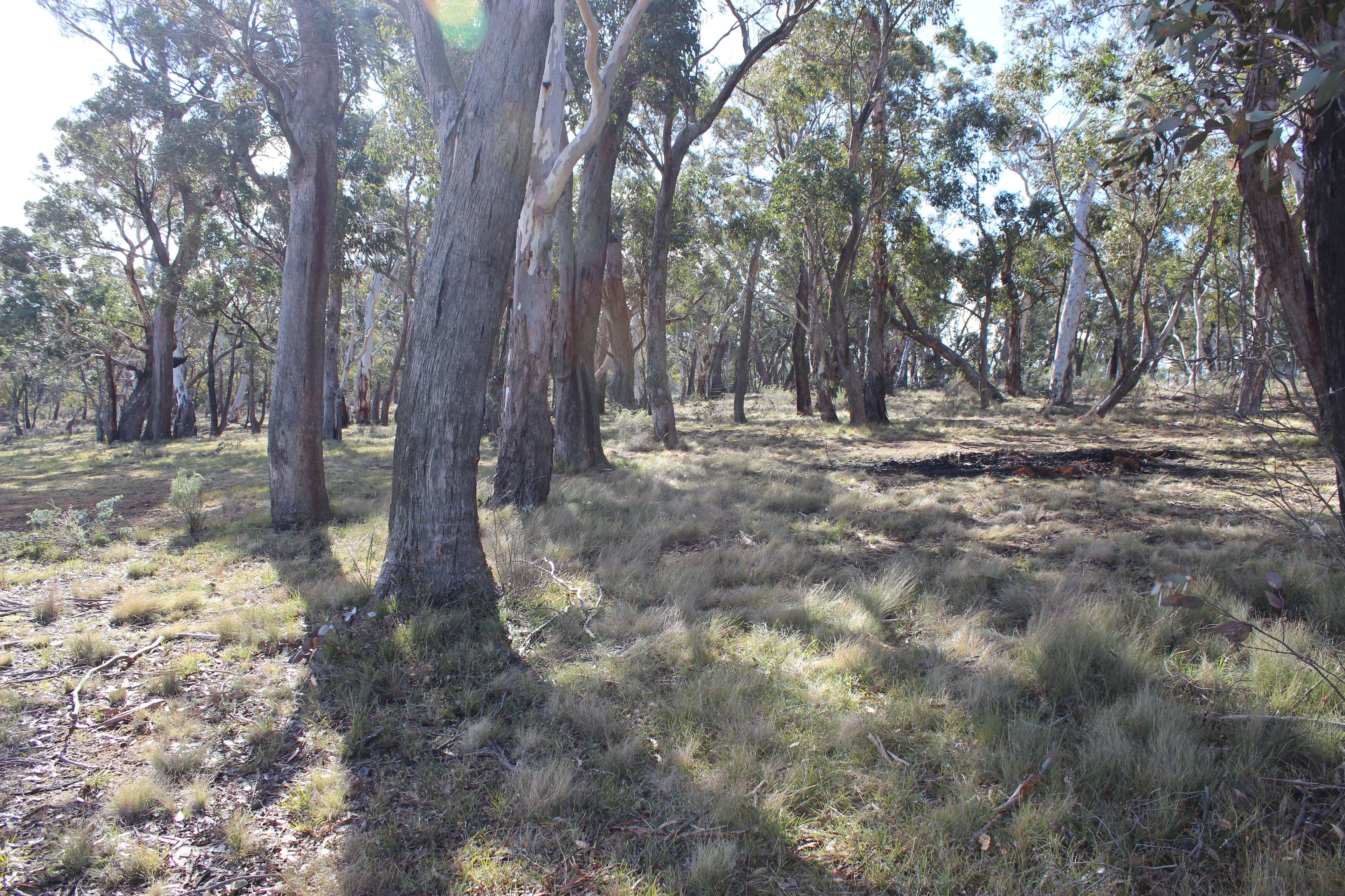 255 Cartwright Street, Rydal NSW 2790, Rydal - Thumbnail 3