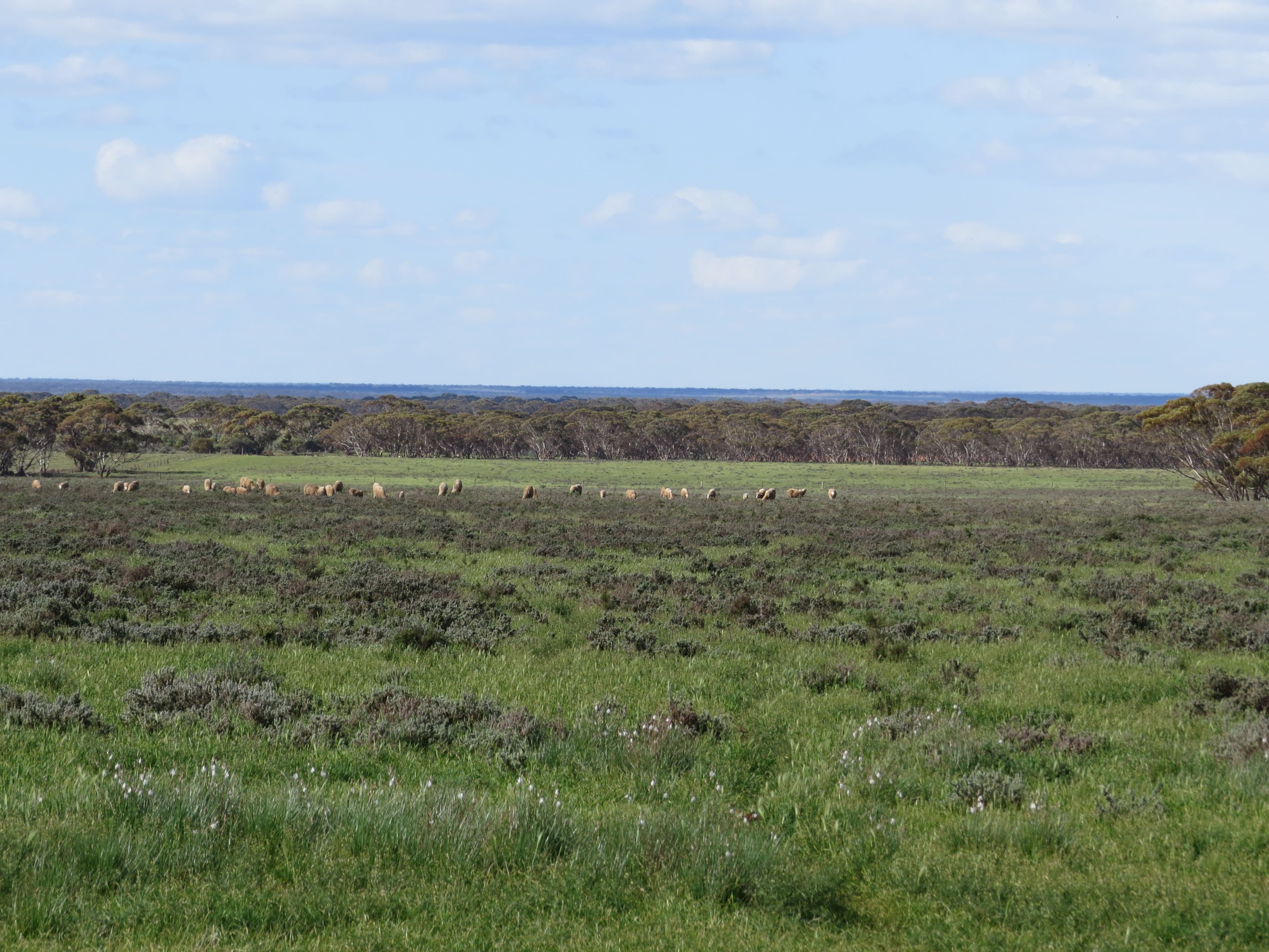 "John's" Stock Route Road, SUTHERLANDS SA 5374, Sutherlands - Image 1