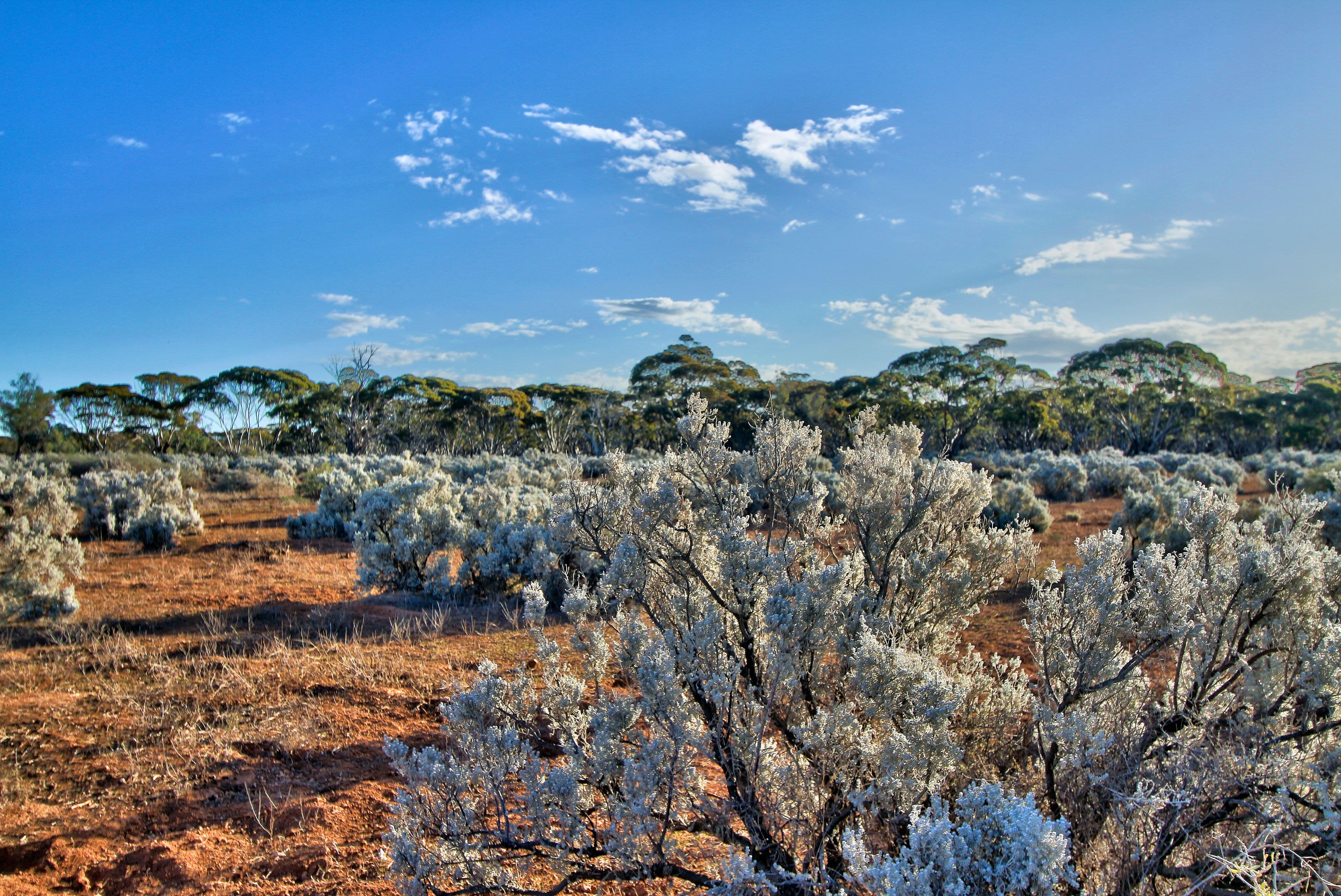 Lot2 BushBlock Mallee Road, NEALES FLAT SA 5374, Neales Flat - Thumbnail 3