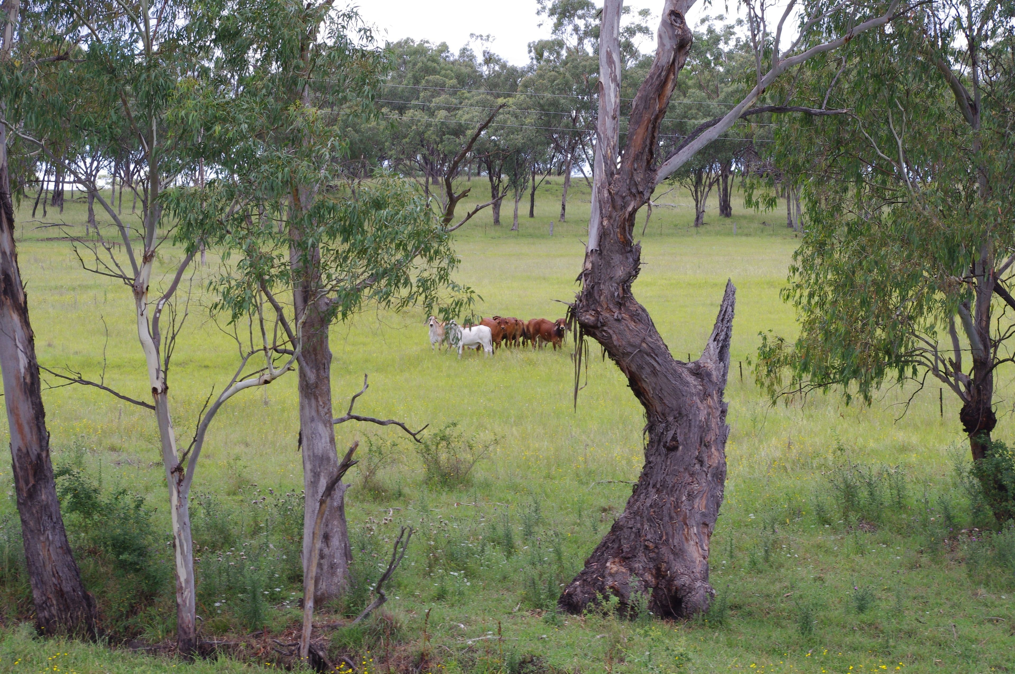 Lot 4 406 Old Bundarra Road, Inverell NSW 2360, Inverell - Thumbnail 8