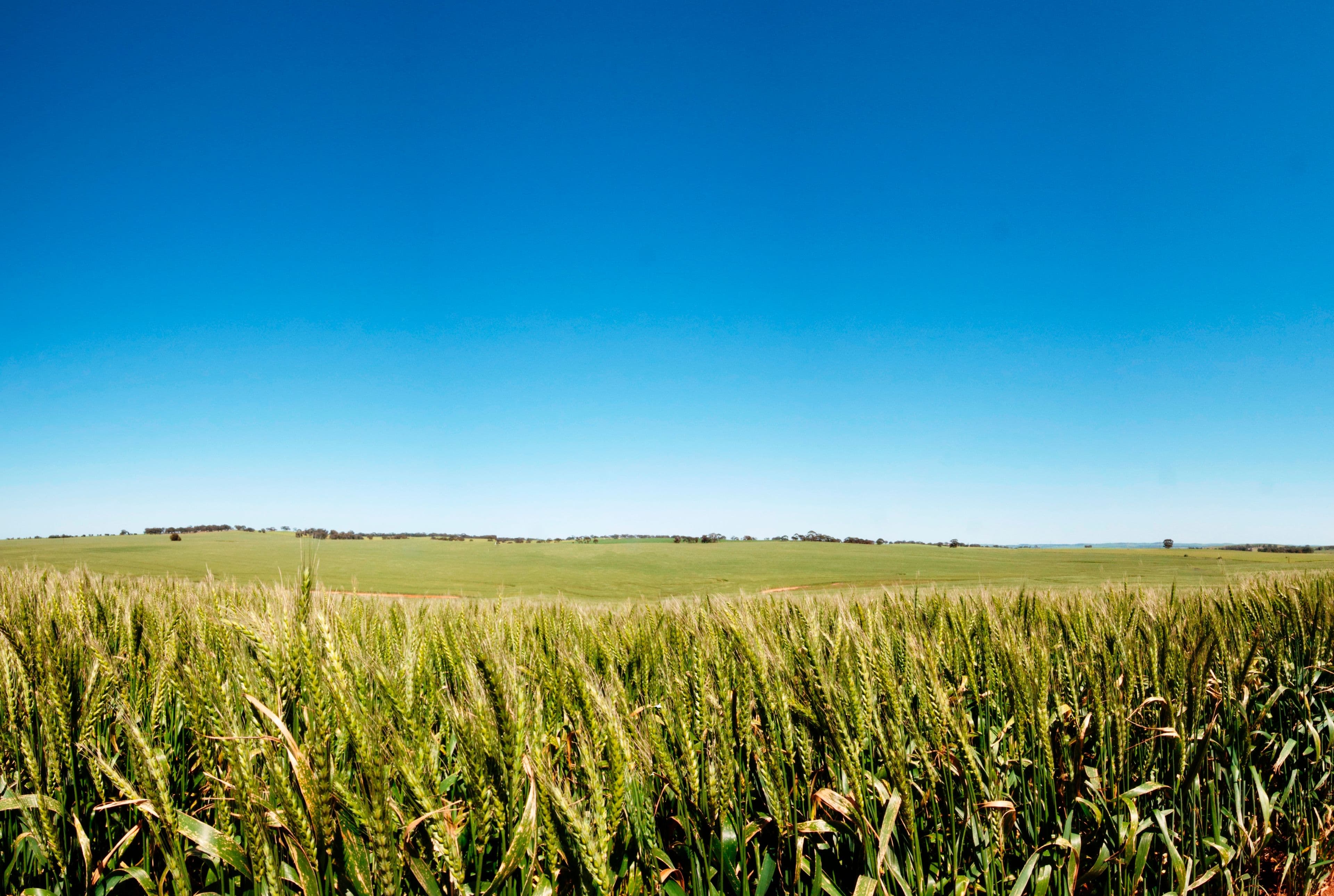 "Felwake" Main Road 45, WATERLOO SA 5413, Waterloo - Thumbnail 2