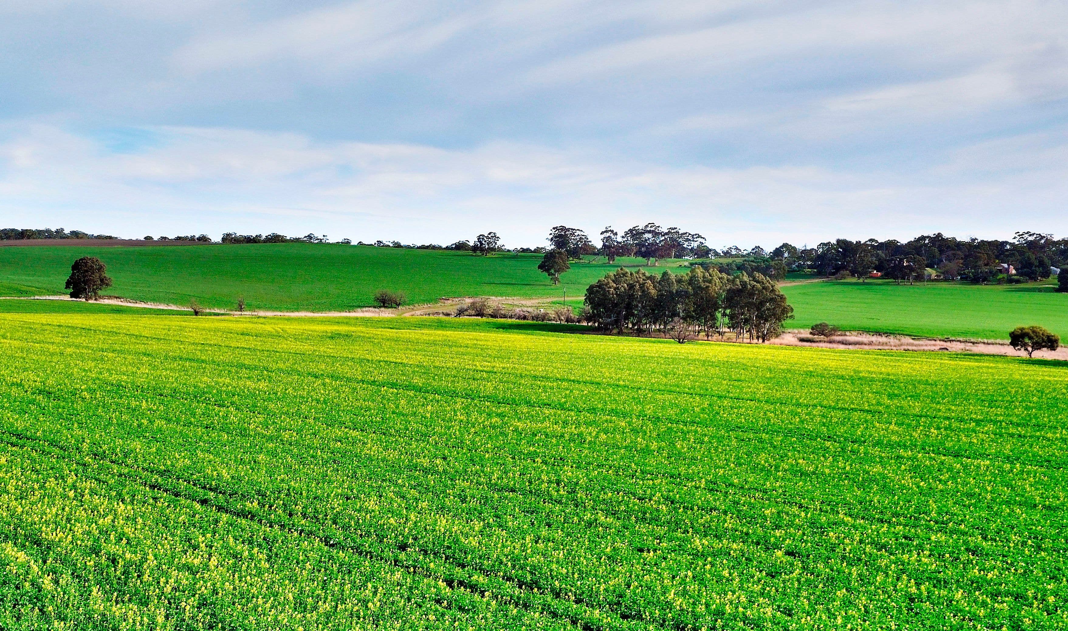 "Allens" 304 Calcannia Road, CLARE SA 5453, Clare - Thumbnail 8