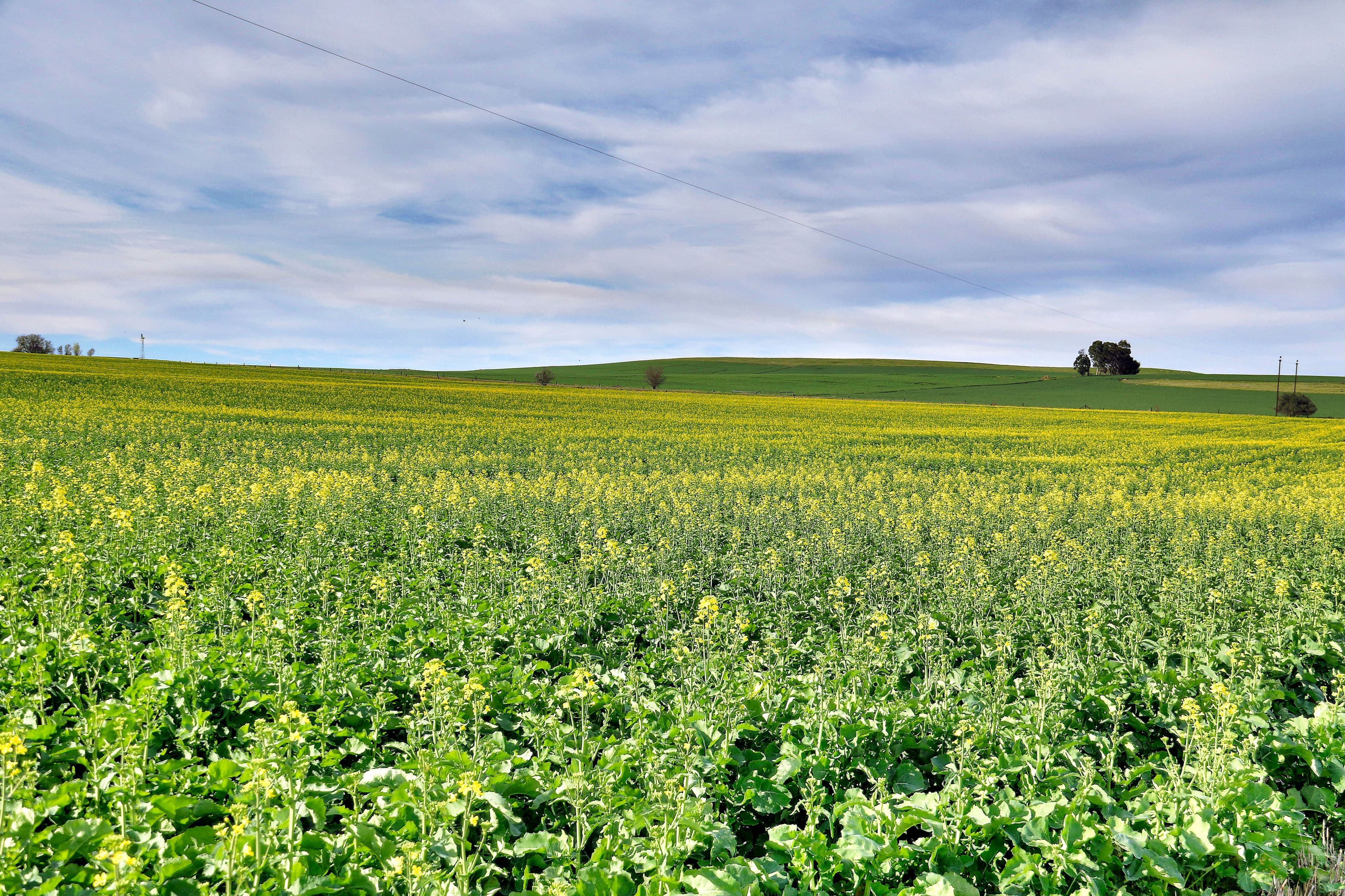 "Allens" 304 Calcannia Road, CLARE SA 5453, Clare - Thumbnail 7