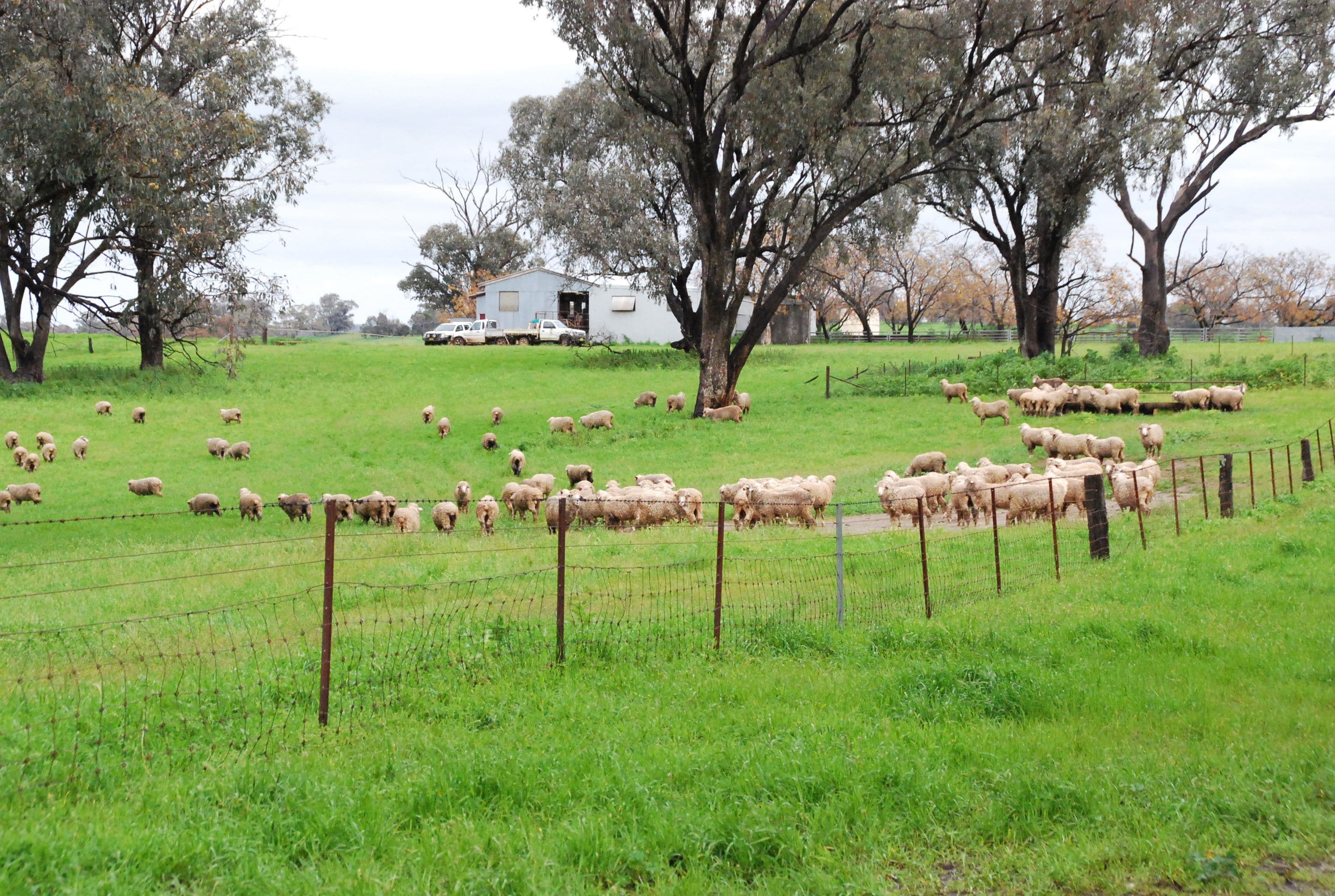 'Banderra' 246 Gowan Green Road, MOLONG NSW 2866, Molong - Thumbnail 6