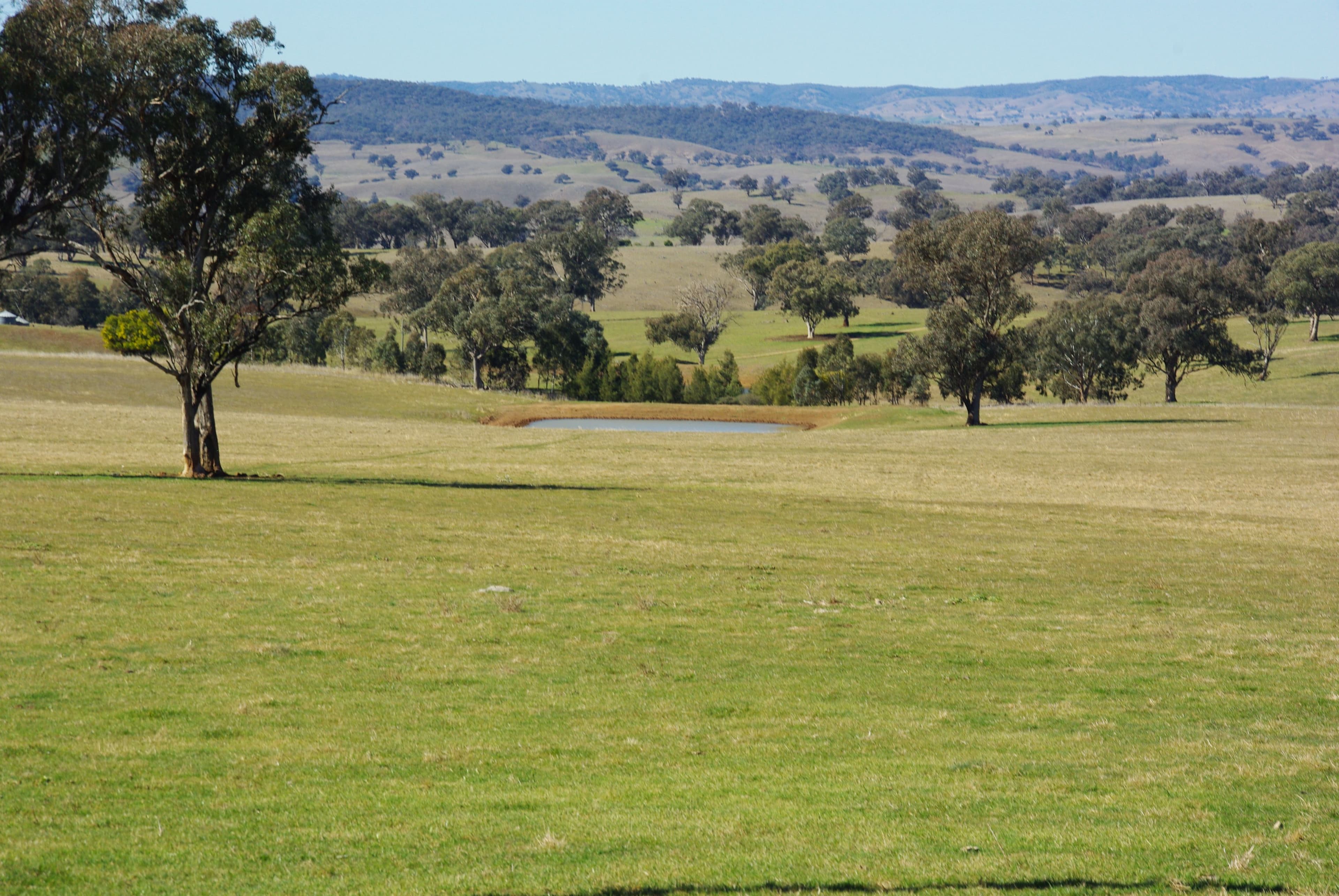'Banderra' 246 Gowan Green Road, MOLONG NSW 2866, Molong - Image 1