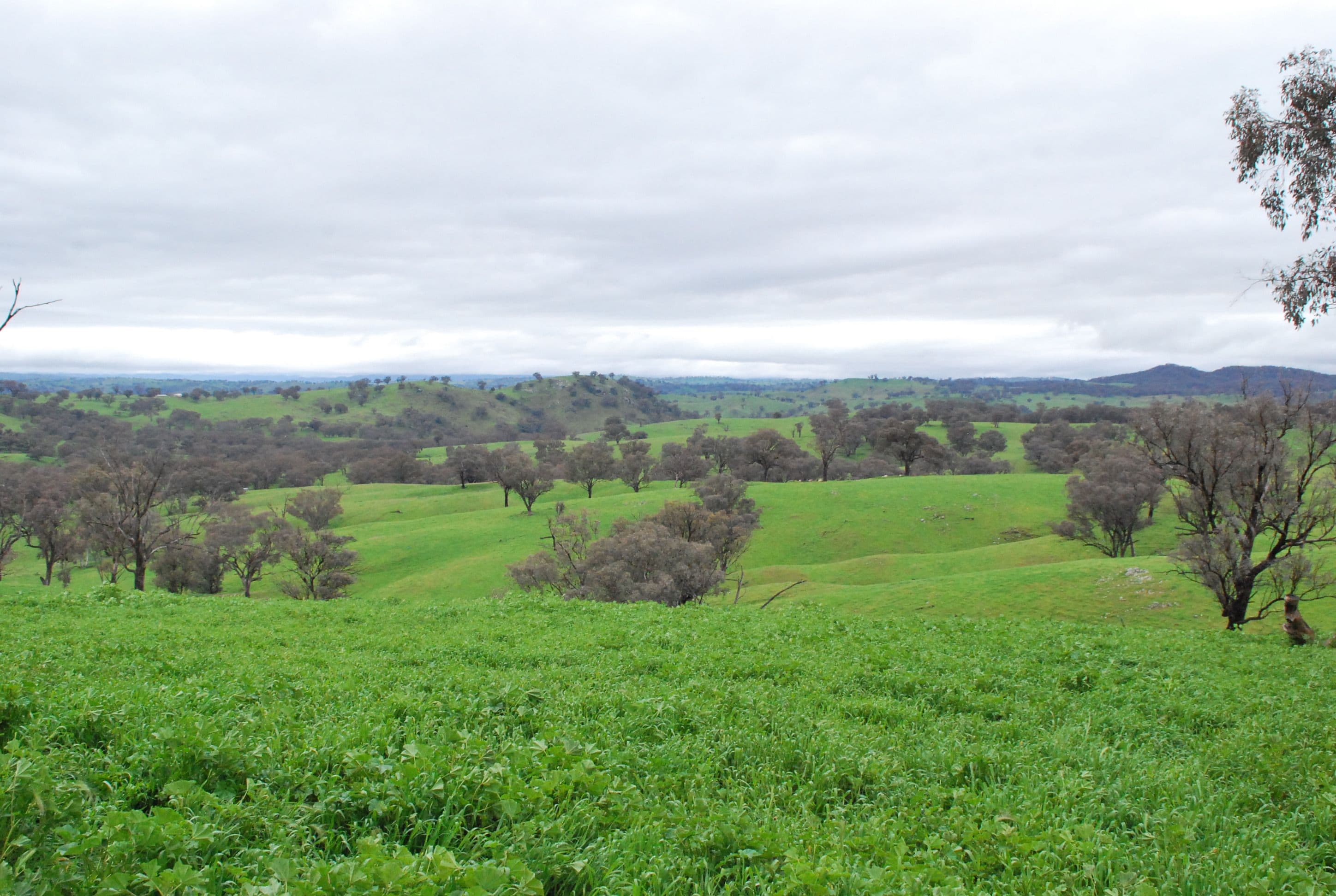 'Banderra' 246 Gowan Green Road, MOLONG NSW 2866, Molong - Thumbnail 7