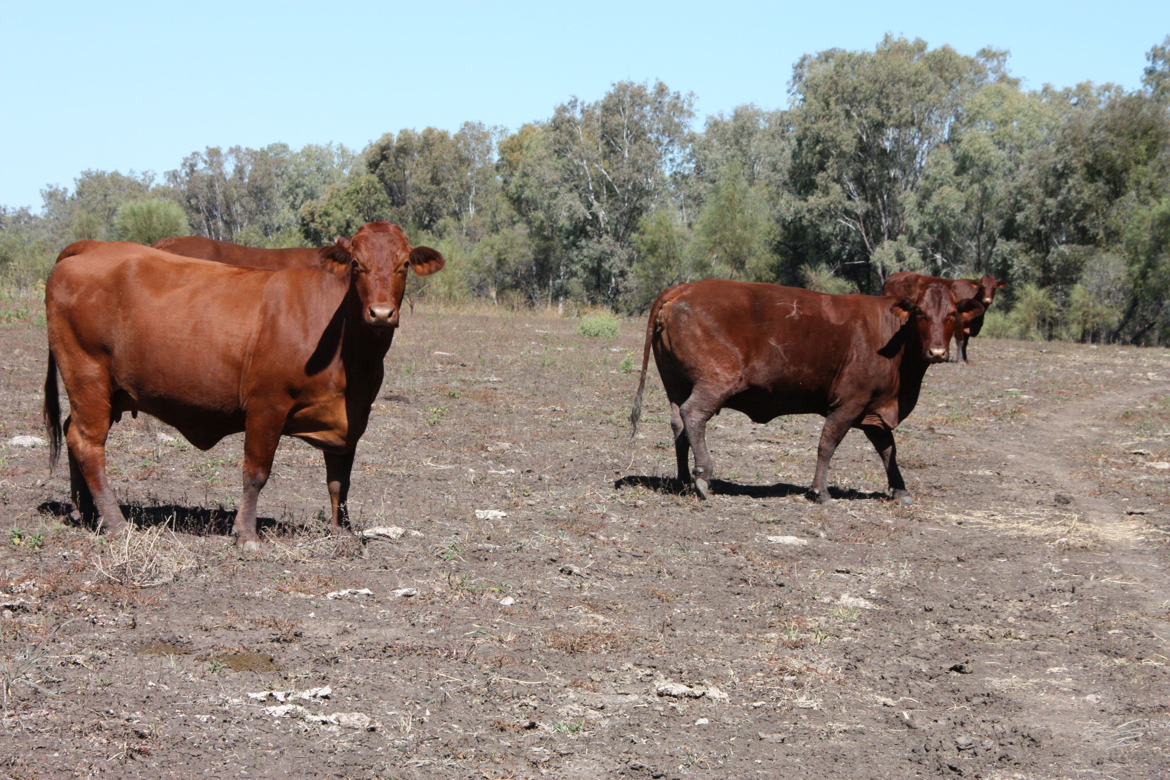 0 Freemans Road, Theodore QLD 4719, Theodore - Thumbnail 2