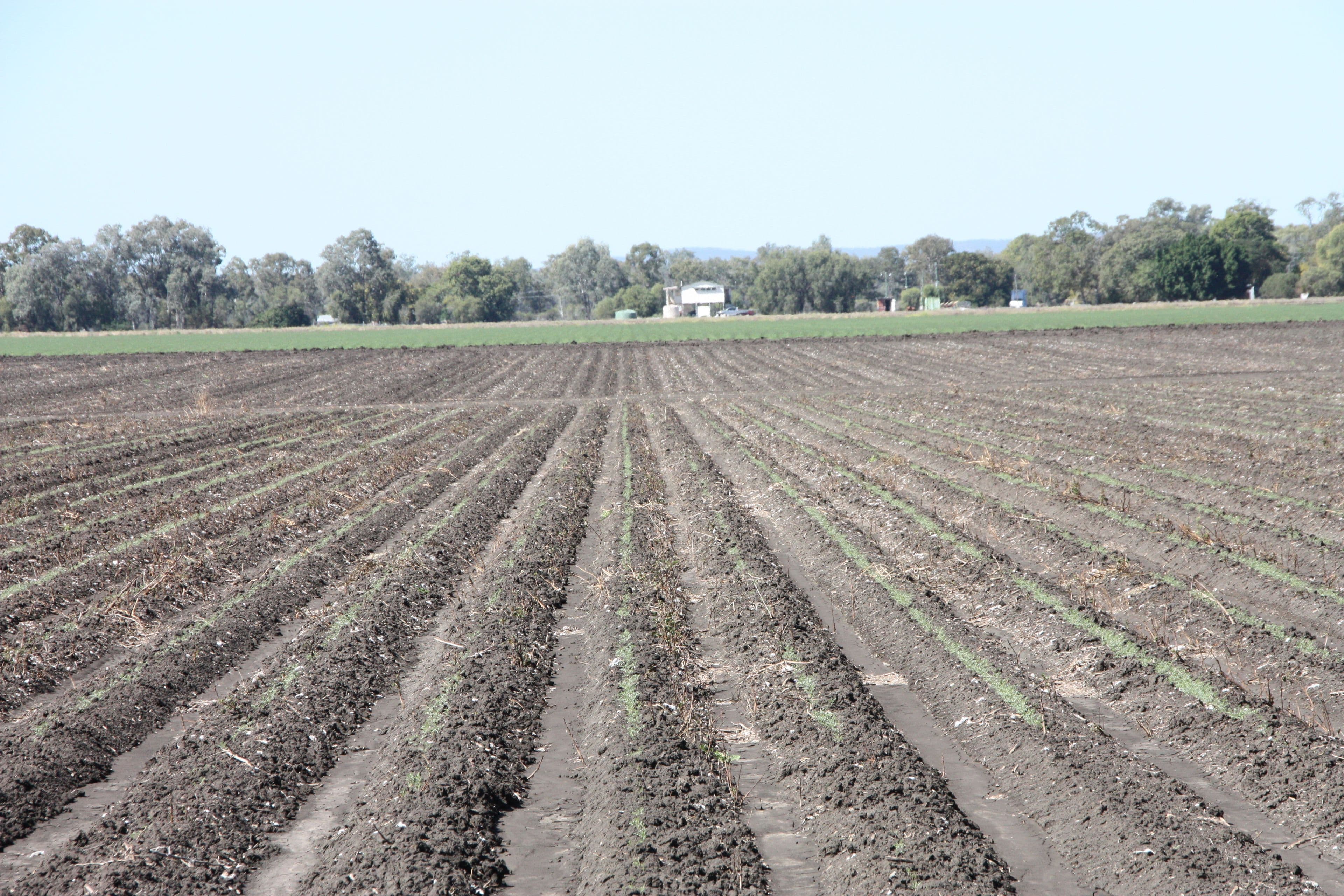 0 Freemans Road, Theodore QLD 4719, Theodore - Thumbnail 4