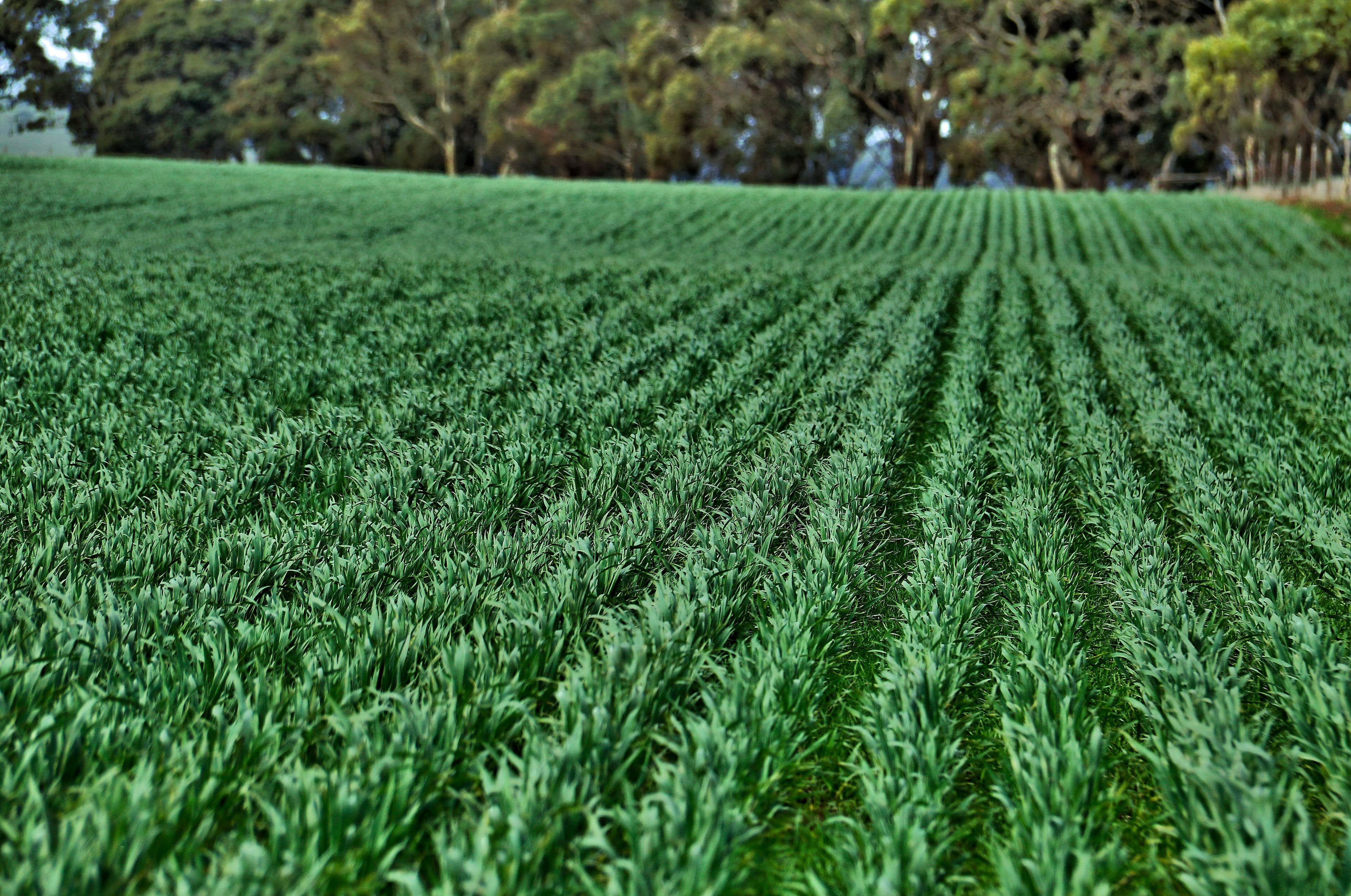 "The Ridge" Barrier Highway, Manoora SA 5414, Manoora - Image 1